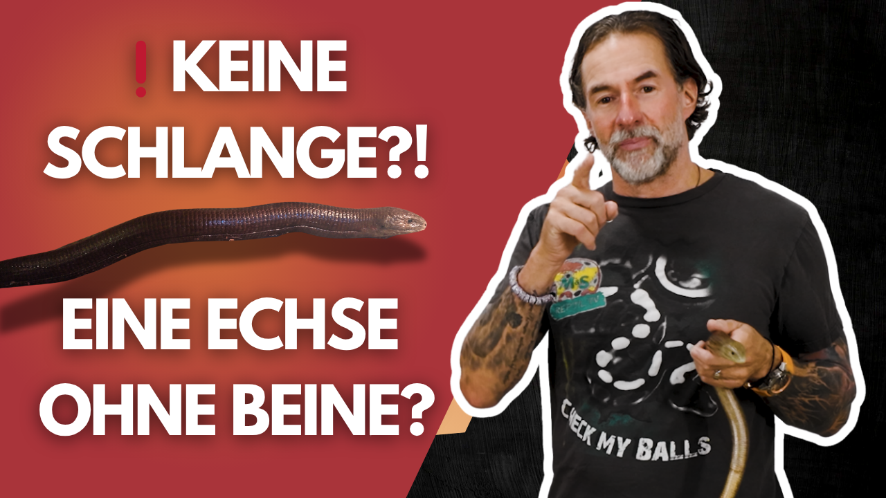 🐍 Boa? Echse? Schlange ohne Beine?! Diese Folge hat ALLES!