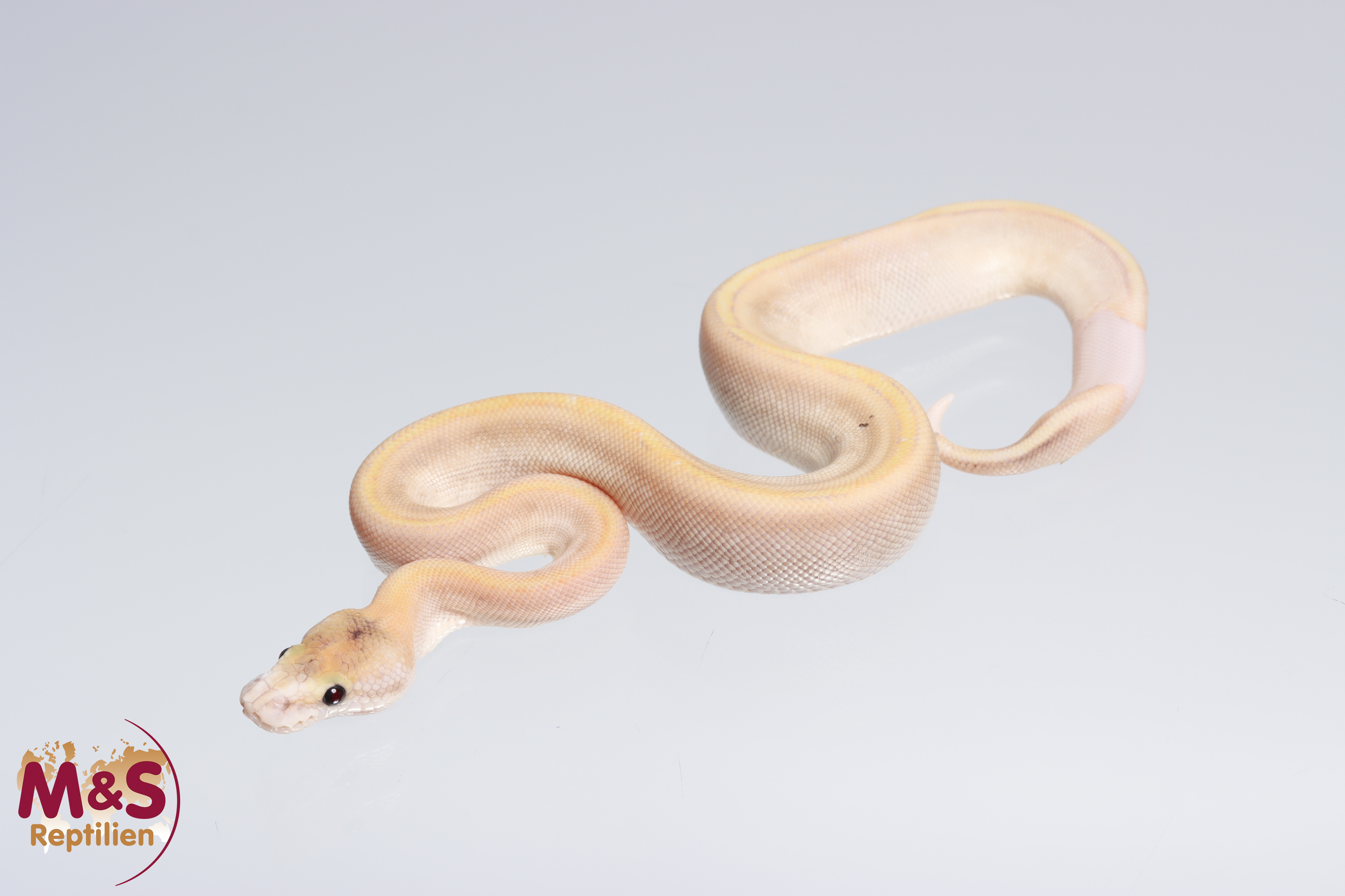 1.0 (Male) Champagne - Pastel pos. Mojave - Pinstripe Königspython NZ´M&S´22 Python regius