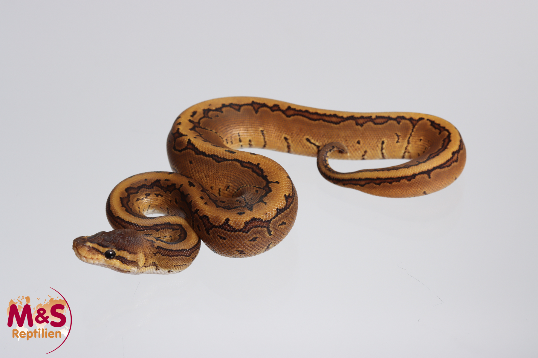 1.0 (Male) Pinstripe 100% hetero Sunset 50% poss Piebald Königspython NZ´M&S´23 Python regius