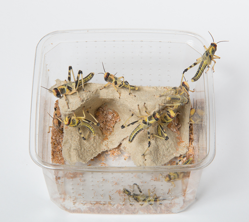 Wüstenheuschrecken subadult (Schistocerca gregaria) Futterinsekten Spar-Abo 14-tägig