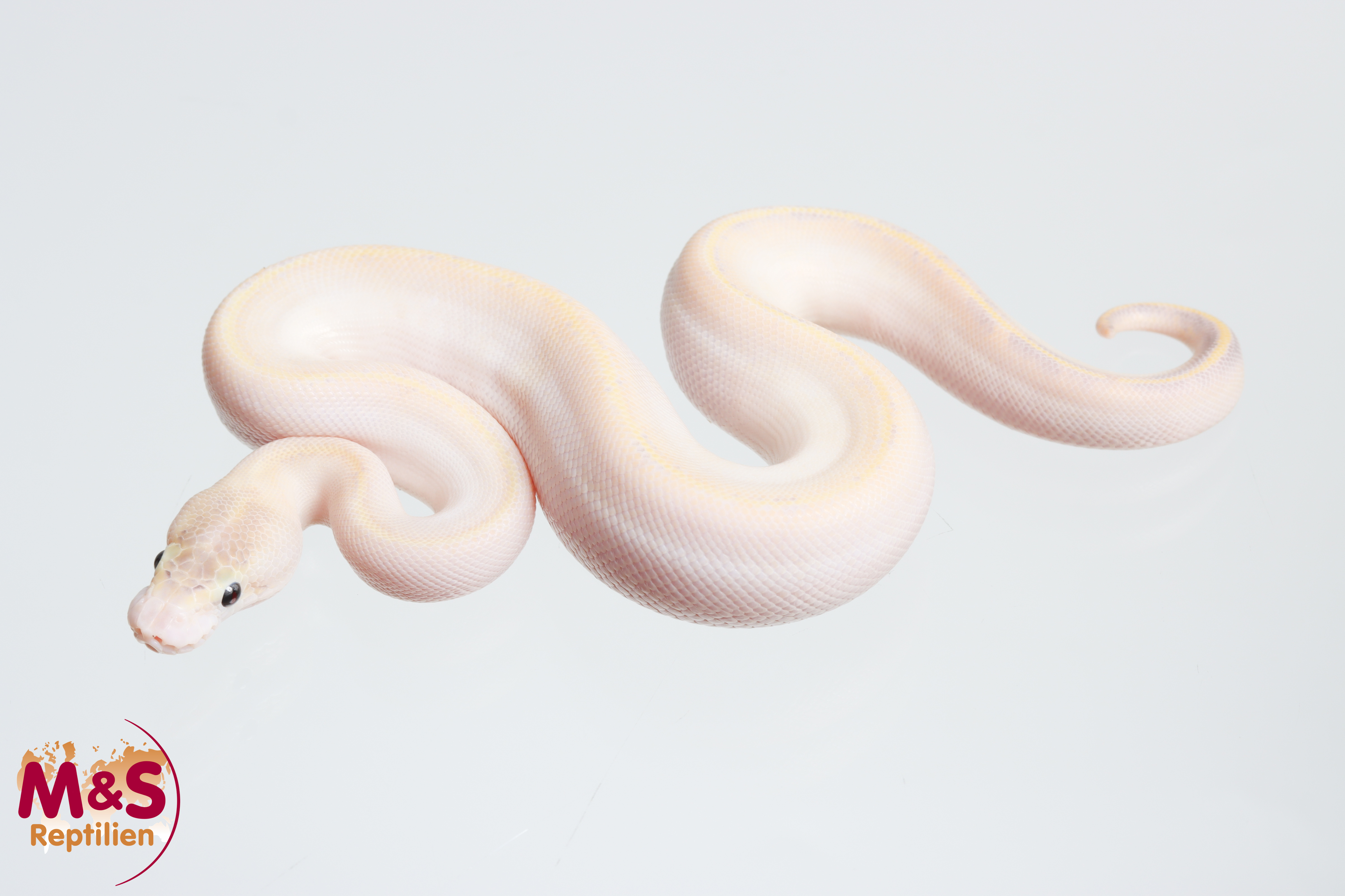 1.0 (Male) Piebald - Ivory Königspython NZ´M&S´26 Python regius