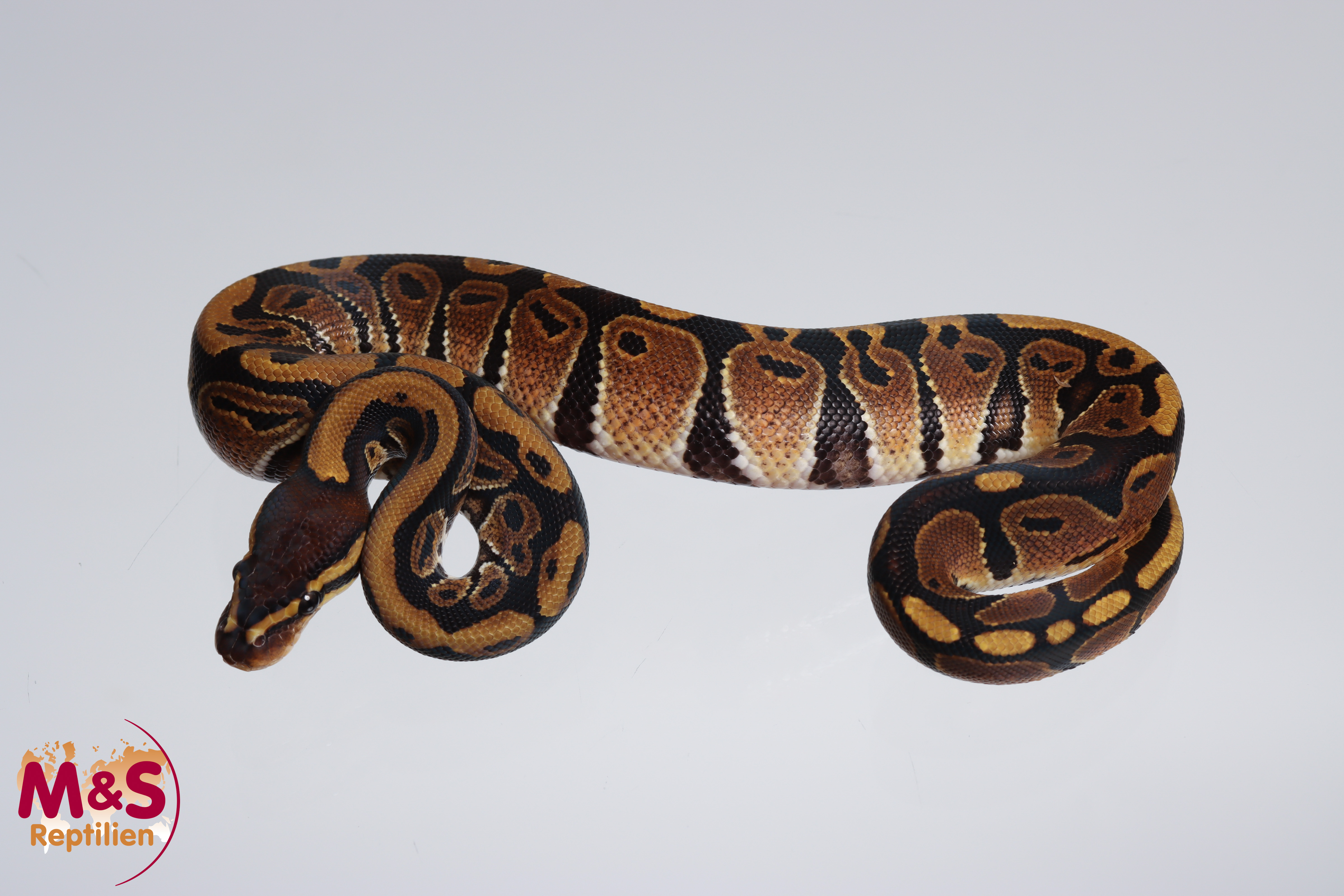 1.0 (Male) 100% hetero Sunset Königspython NZ´M&S´23 Python regius