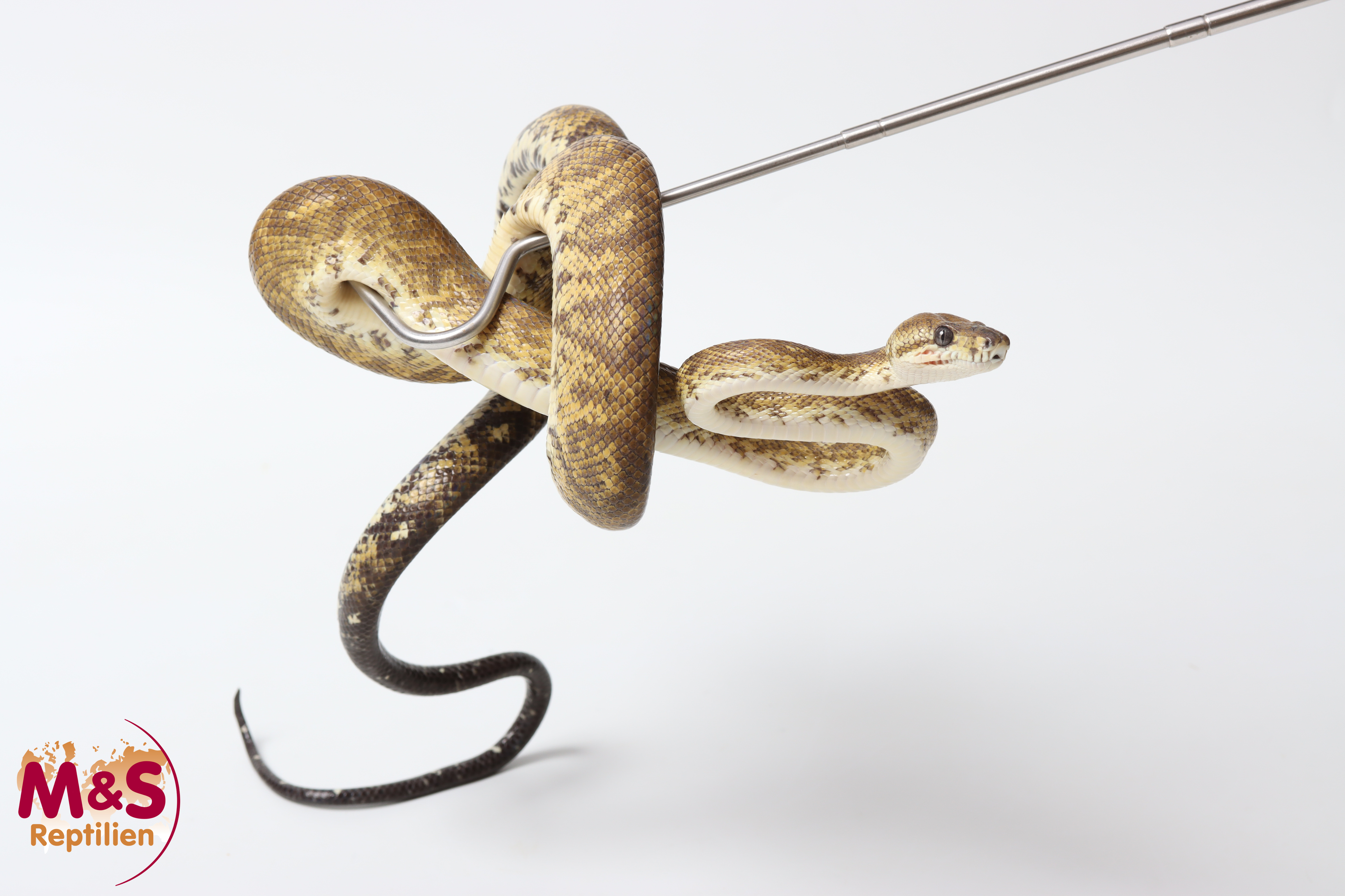 Zentralamerikanische Baumboa NZ' 22/23 (ca.120-130cm) Corallus ruschenbergerii