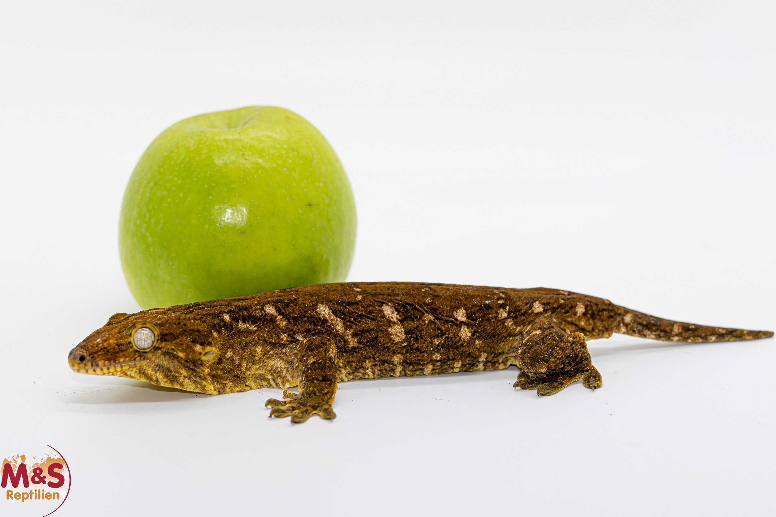 1.0 (Male) Riesengecko -Friedel x Friedel- (ca. 22cm-subadult) NZ´M&S 24 R. leachianus (Originalbild)