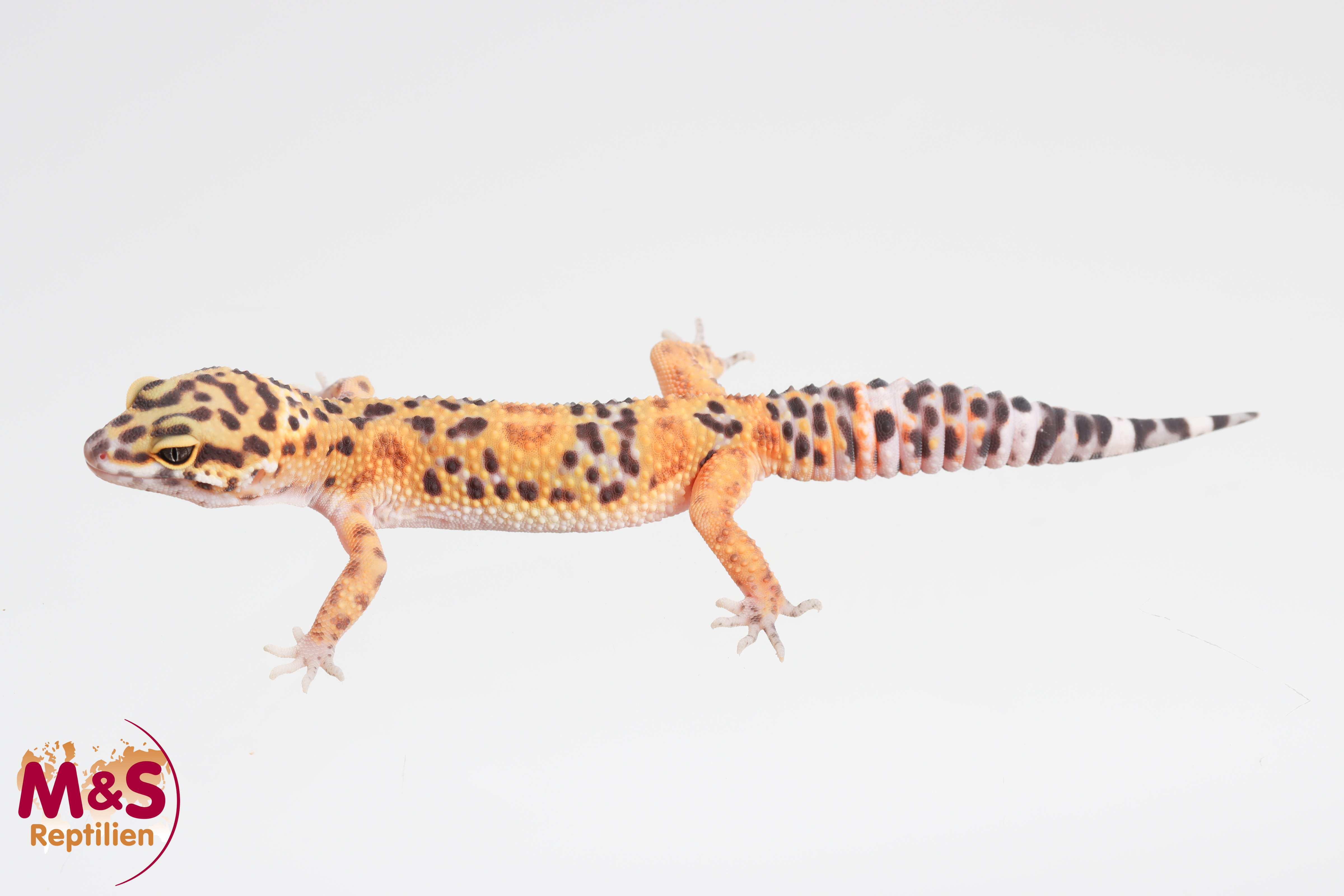 0.1 (Female) Tangerine het.Tremper Leopardgecko NZ´25 (small) E. macularius (Originalbild)