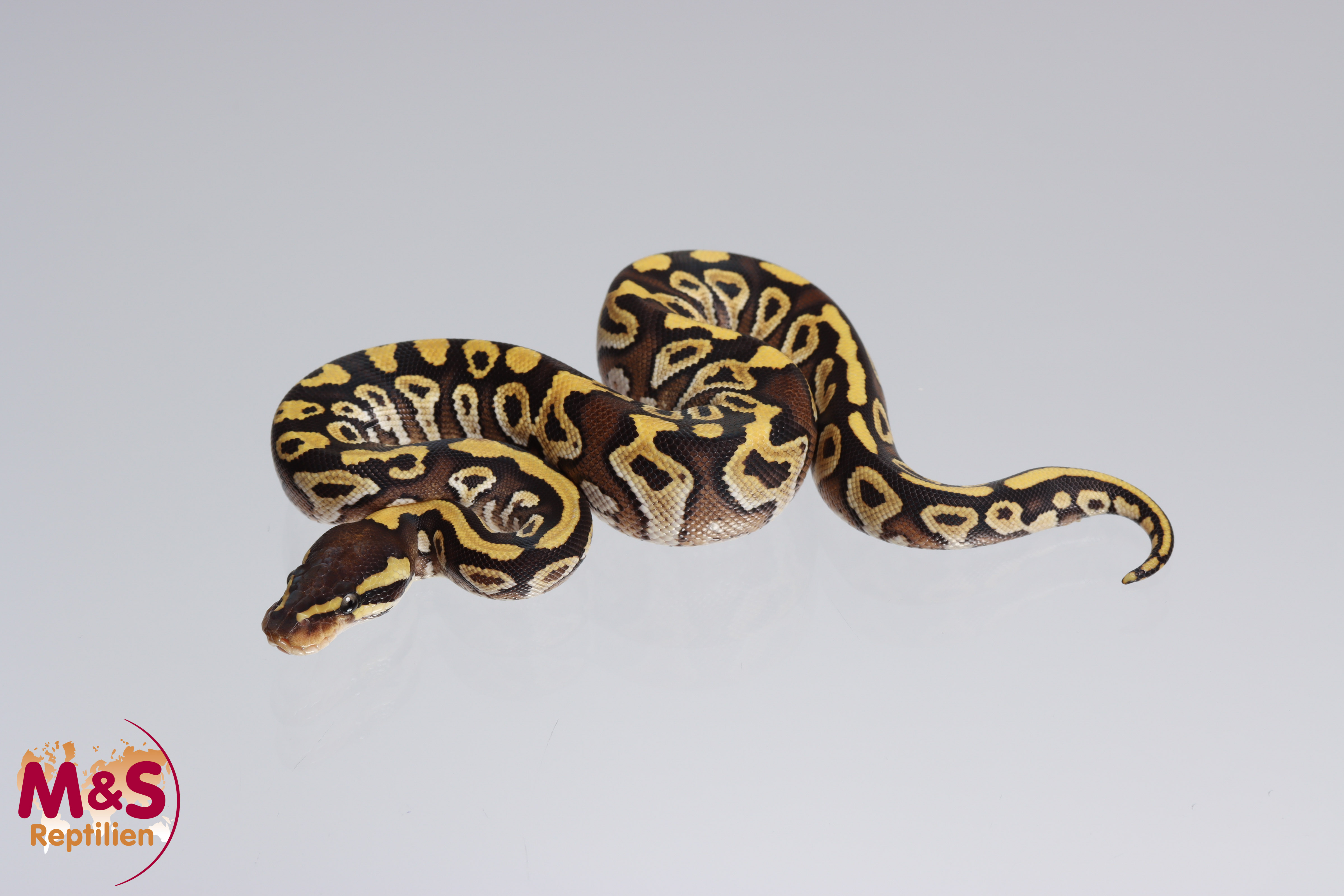 0.1 (Female) Mojave - Yellowbelly Königspython NZ´M&S´22 Python regius