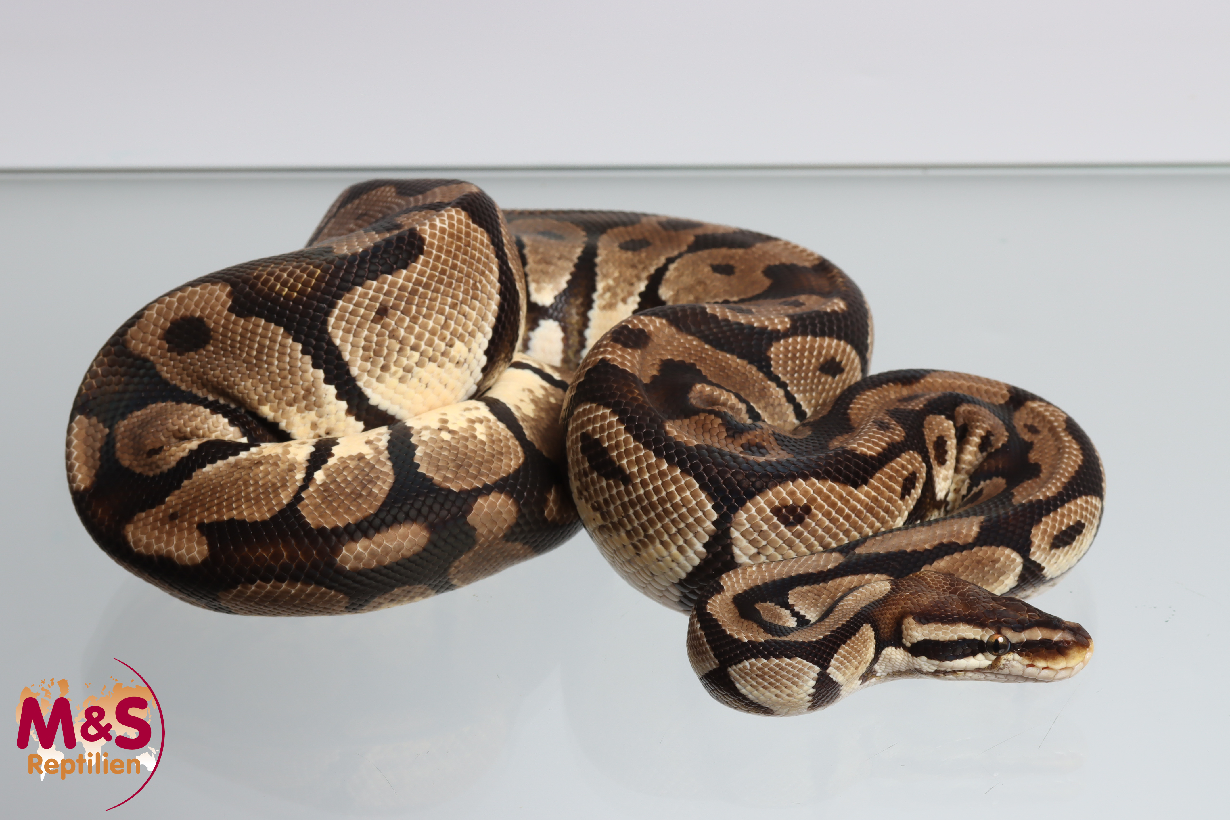 1.0 (Male) Pastel Königspython NZ´15 (adult) Python regius