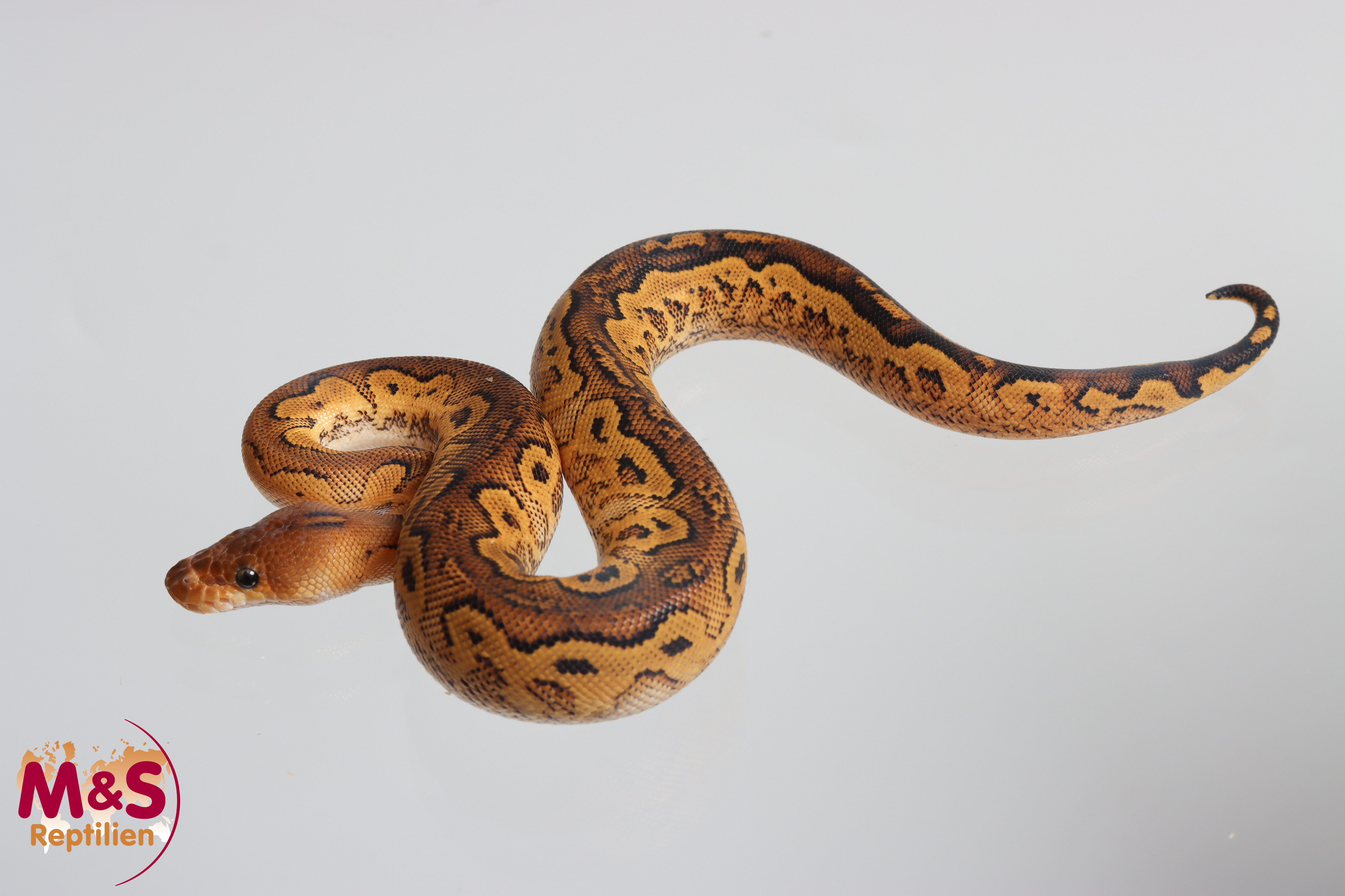1.0 (Male) Bongo Clown poss. Leopard Königspython NZ´M&S´26 Python regius