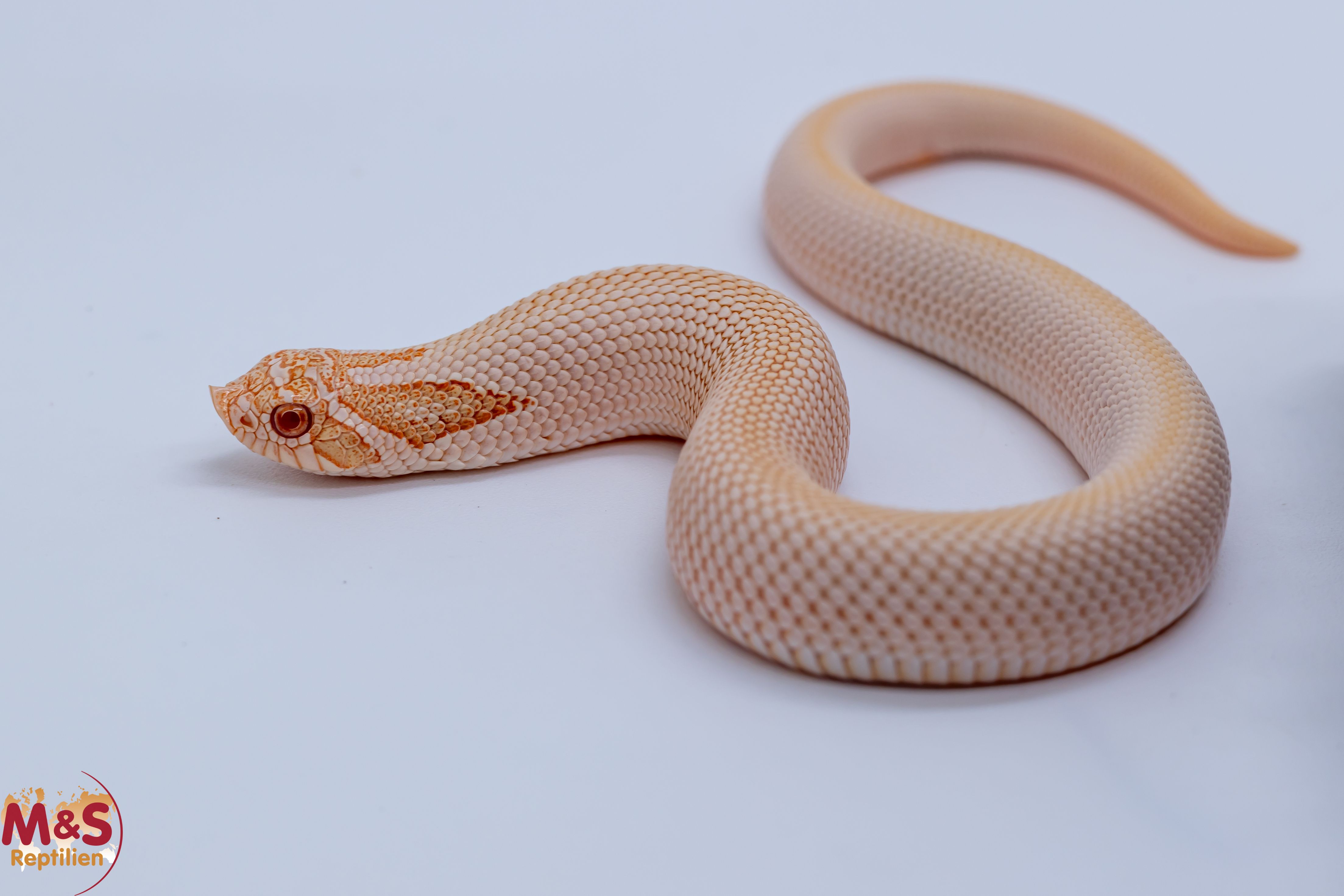 Hakennasennatter "Toffee Glow Superconda" NZ´25 (ca. 20cm) Heterodon n. nasicus (Symbolbild)