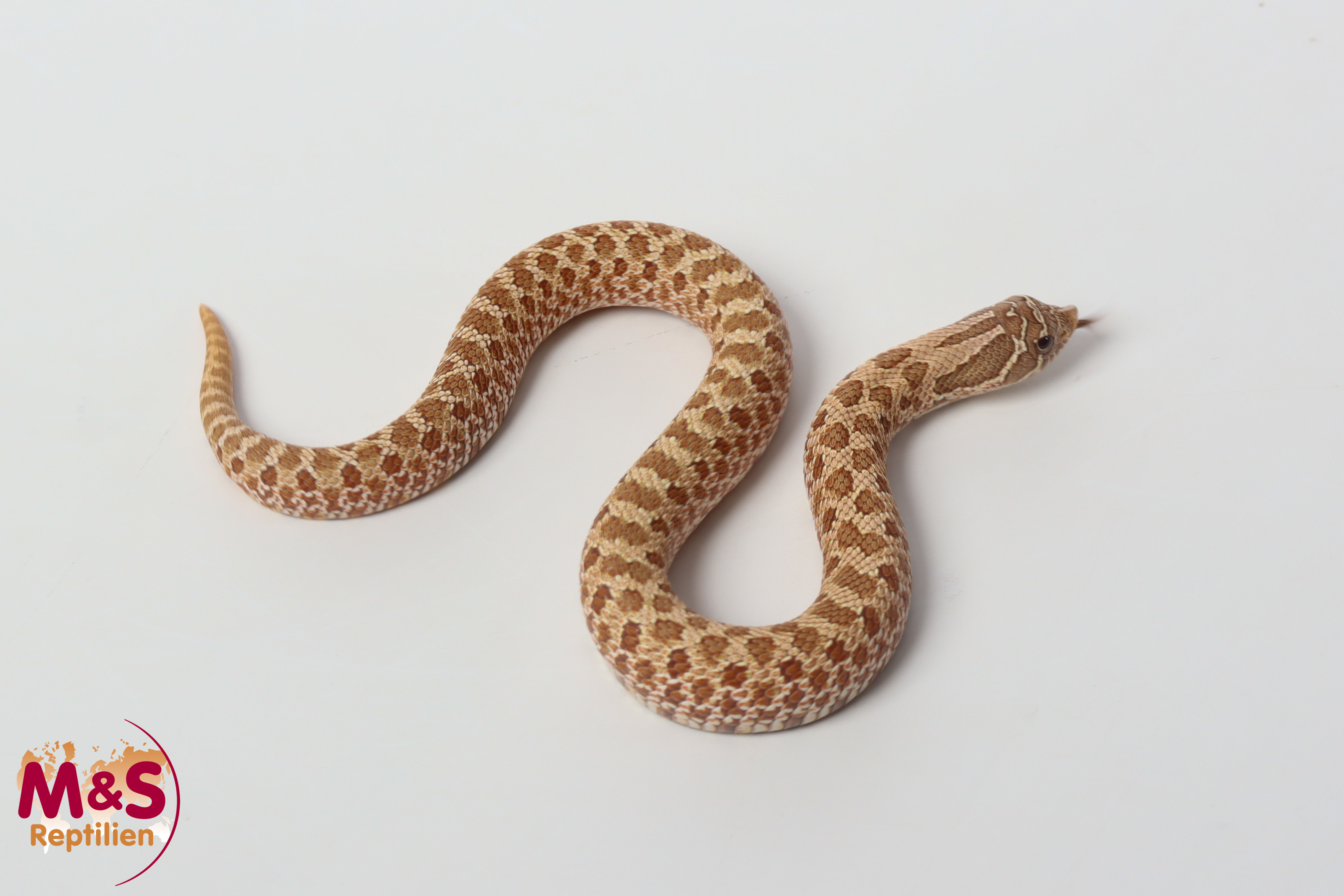 Hypo 100% hetero Ghost Hakennasennatter NZ´26 (ca.15-20 cm) Heterodon nasicus