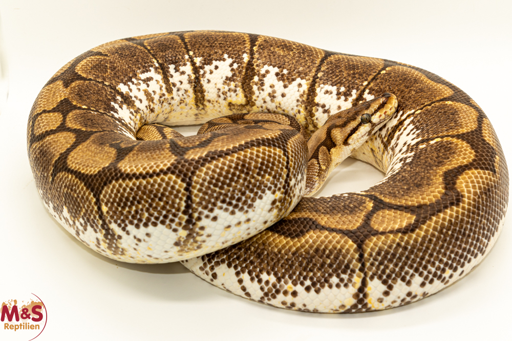 0.1 (Female) Gravel Spider Königspython NZ´M&S´18 Python regius