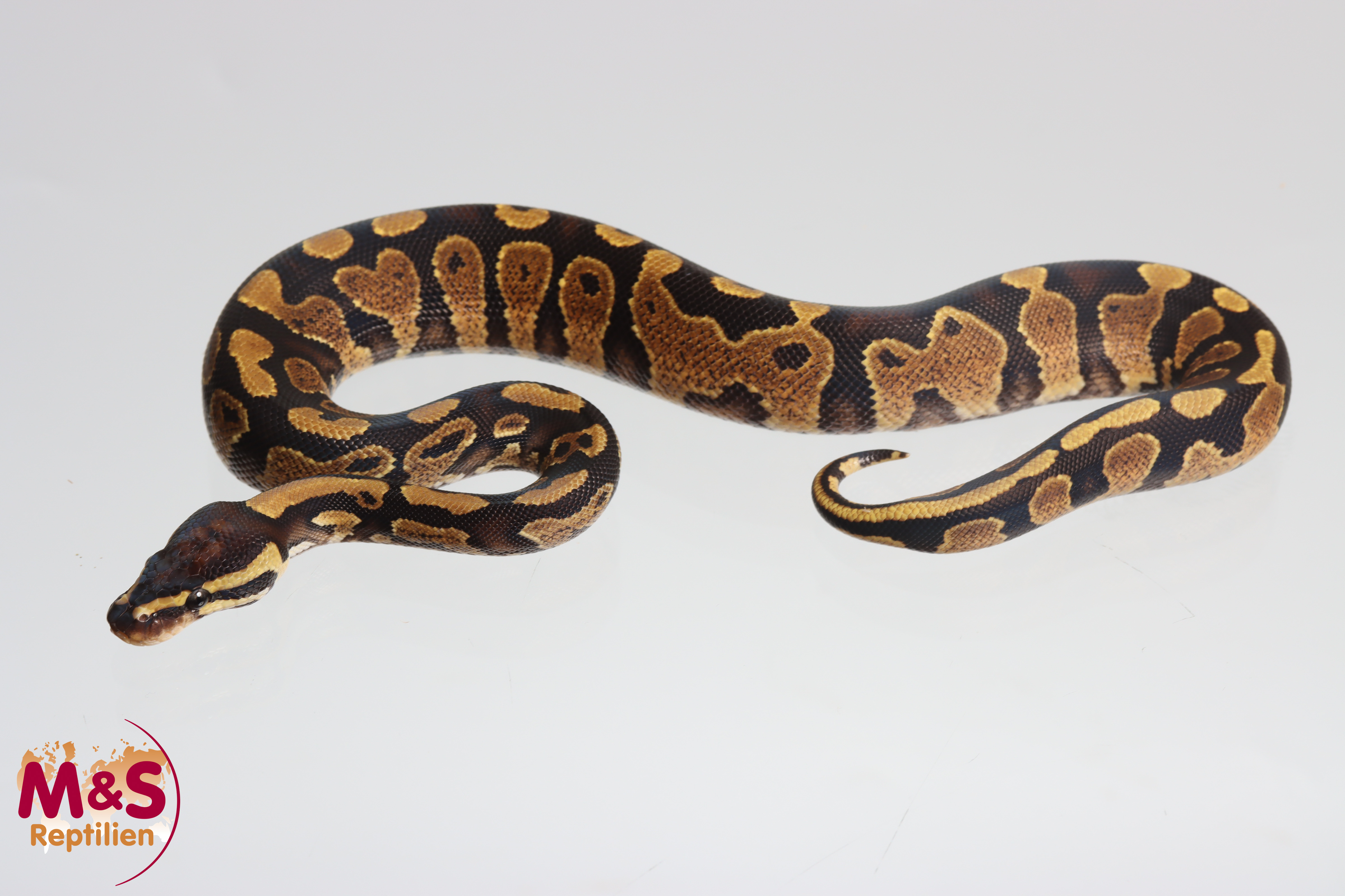1.0 (Male) Highway (Gravel Yellowbelly) 100% hetero Piebald Königspython NZ´M&S´25 Python regius