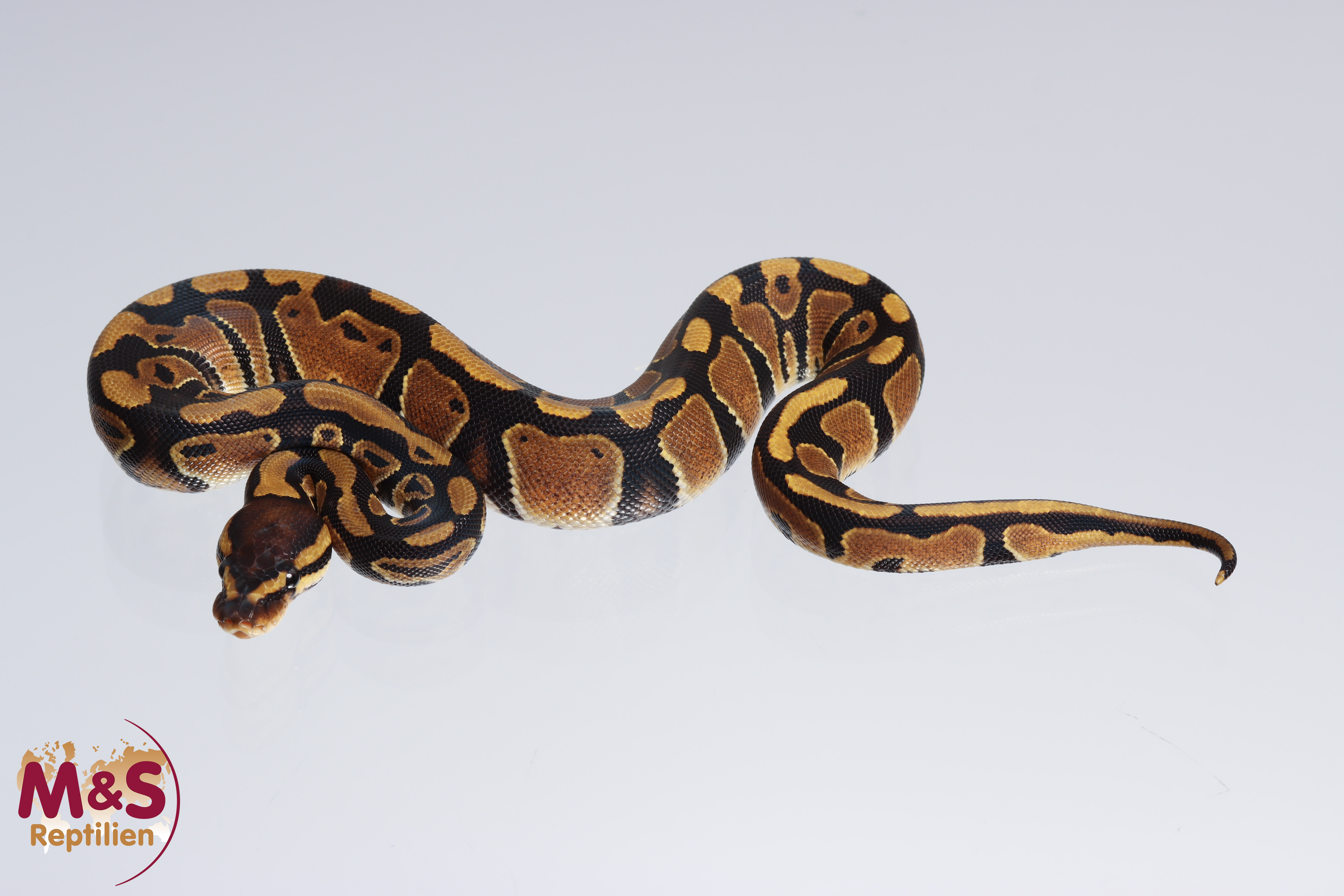 0.1 (Female) 100% doppel hetero Ghost - Piebald Königspython NZ´M&S´22 Python regius