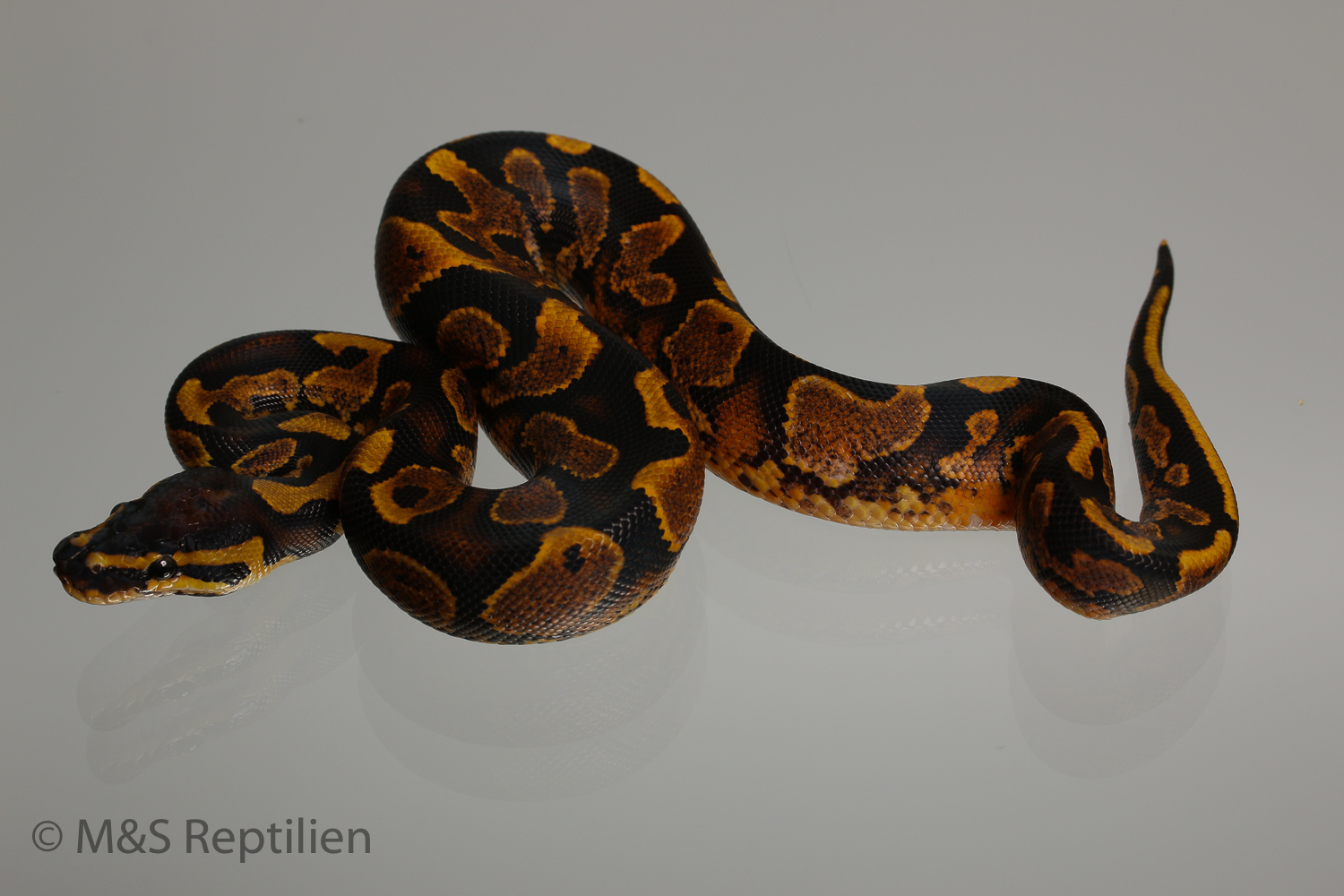 1.0 (Male) Gravel  Königspython NZ´M&S´16 Python regius