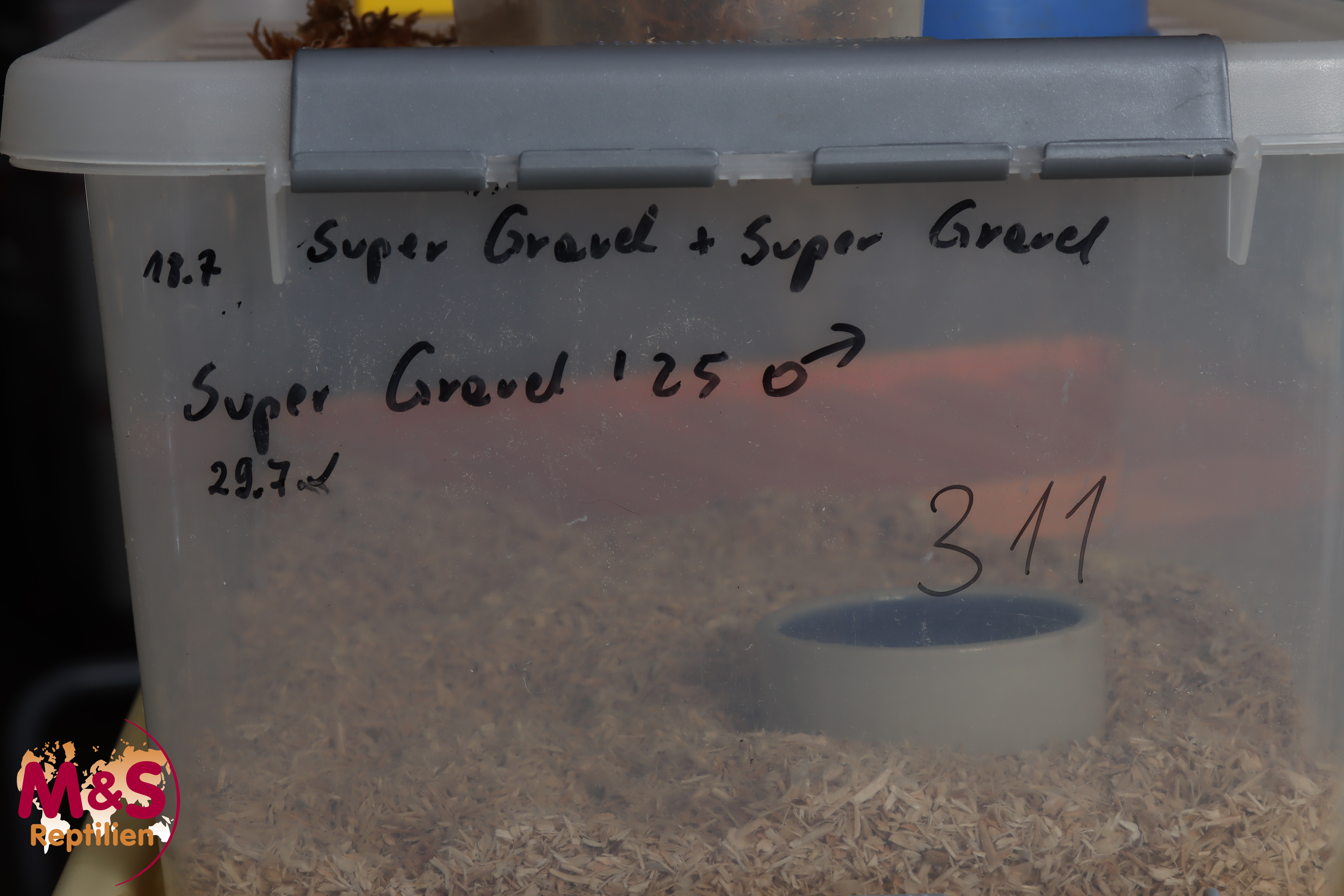 1.0 (Male) Super Gravel Königspython NZ´M&S´25 Python regius