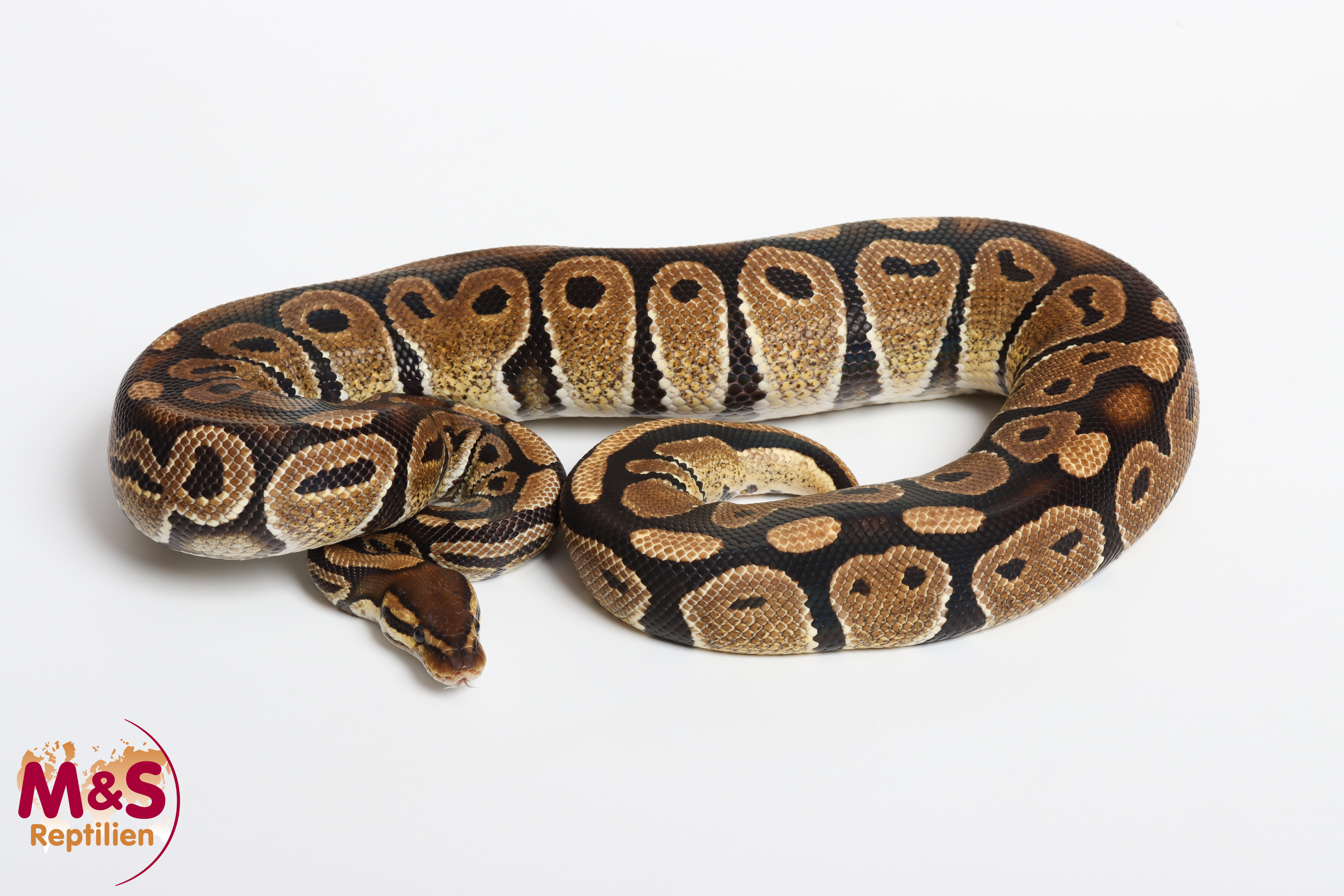 1.0 (Male) 66% poss het. Sunset 66% poss het. Albino Königspython NZ´M&S´22 (adult) P.regius