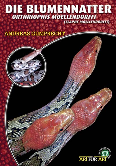 Die Blumennatter - Orthriophis moellendorffi/Elaphe moellendorffi (Andreas Gumprecht)