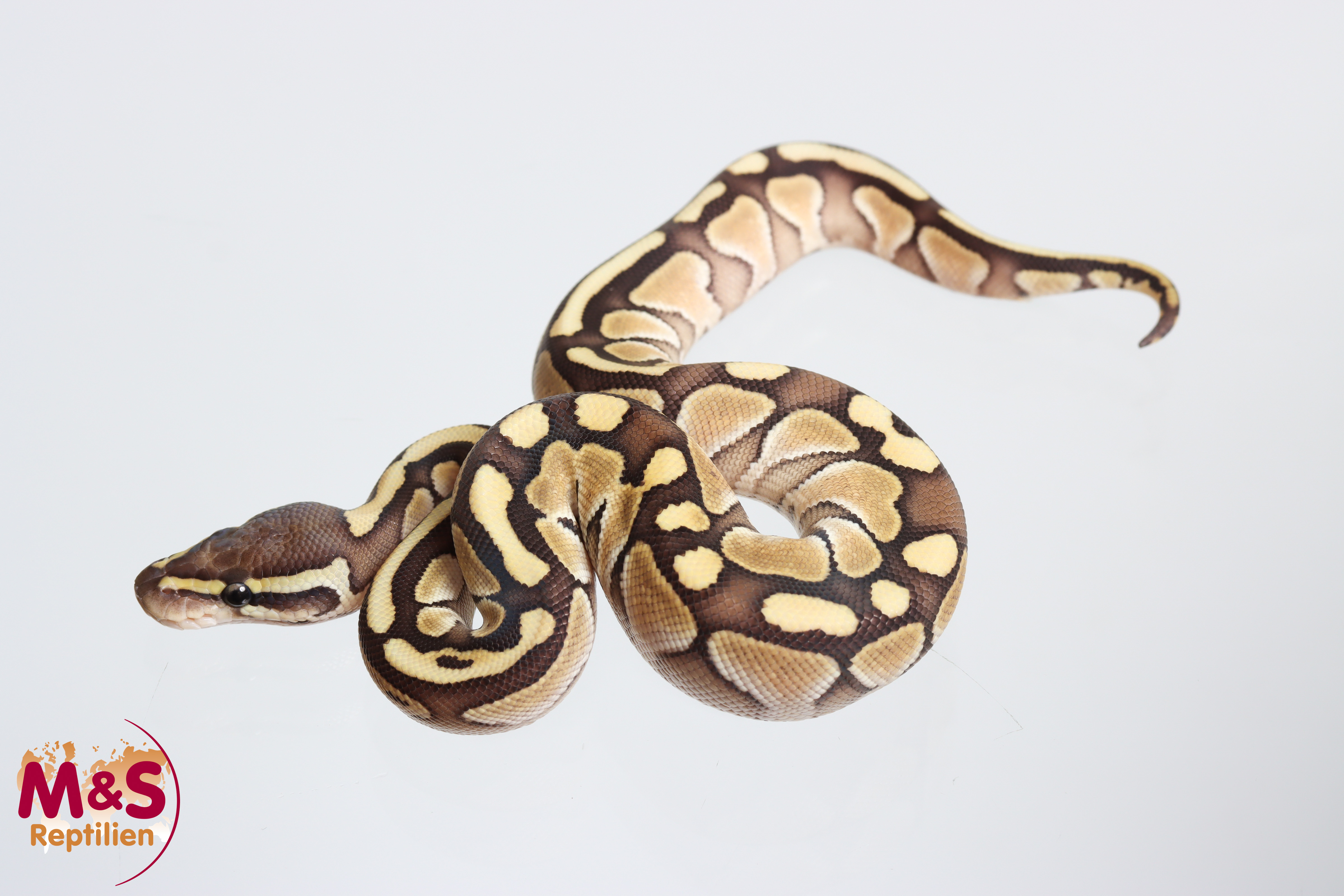 0.1 (Female) Lesser Königspython NZ' M&S 26 Python regius
