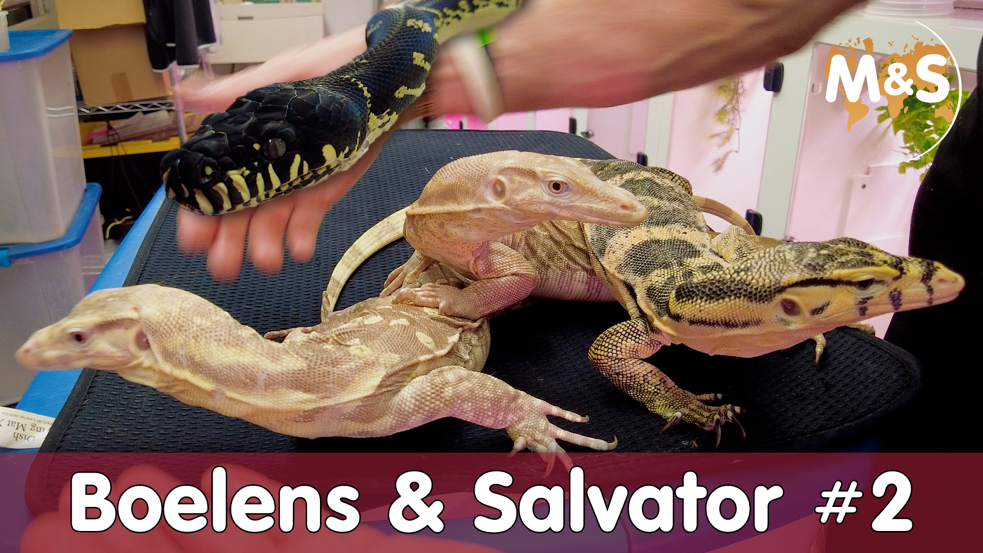 Boelens Python & Varanus Salvator bei Kevin McCurley | NERD
