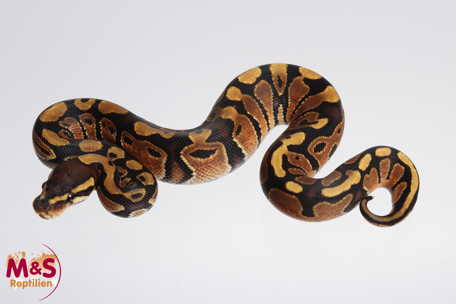 1.0 (Male) 100% hetero Sunset Königspython NZ´M&S´23 Python regius