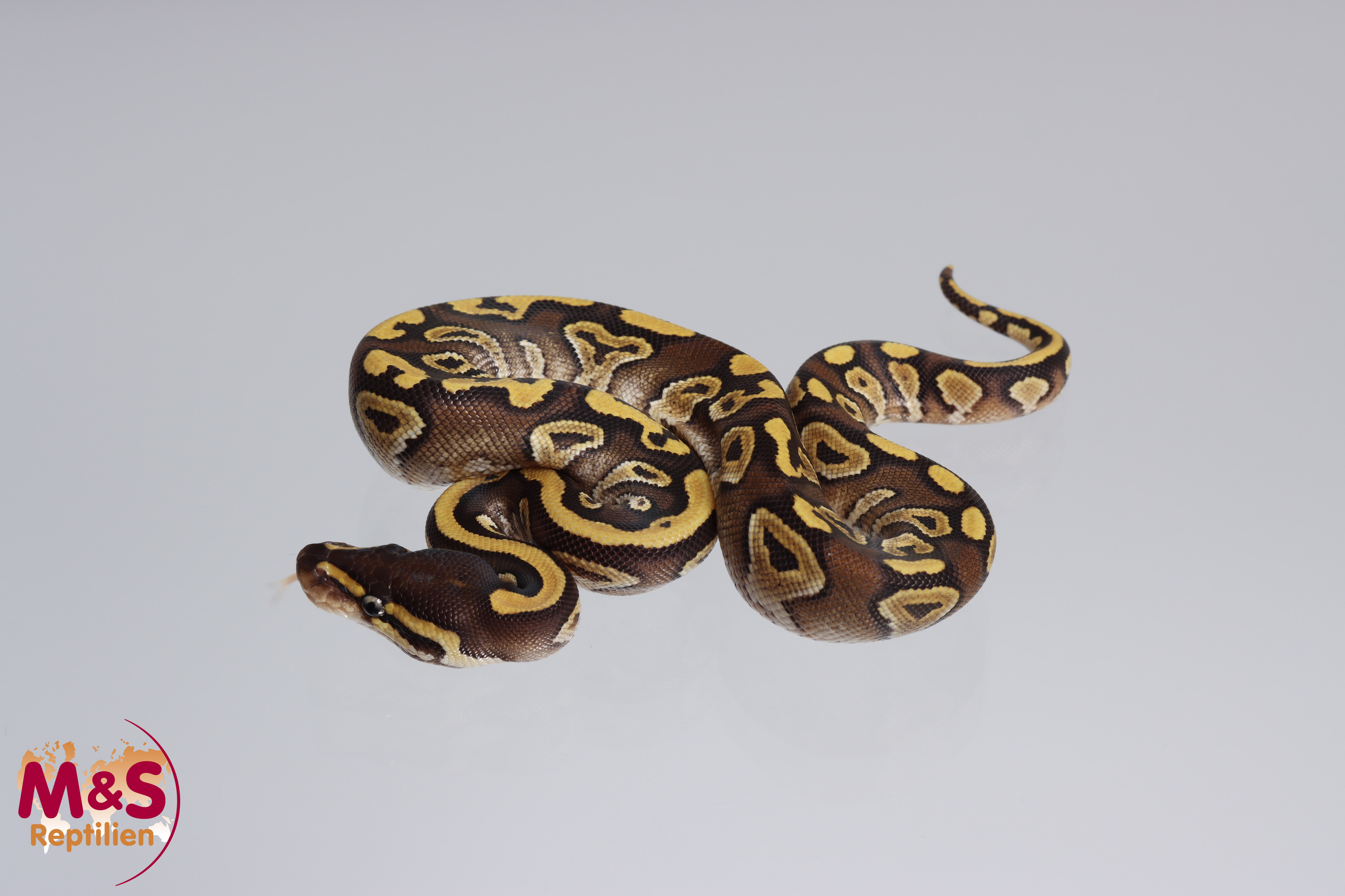0.1 (Female) Mojave - poss. Gravel Königspython NZ´M&S´22 Python regius