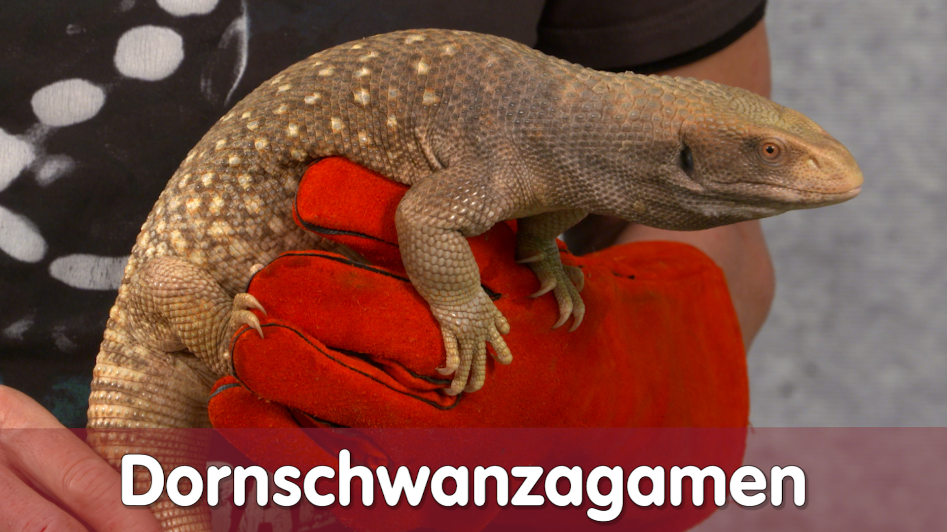 Folge 112 - Dornschwanzagamen Basics
