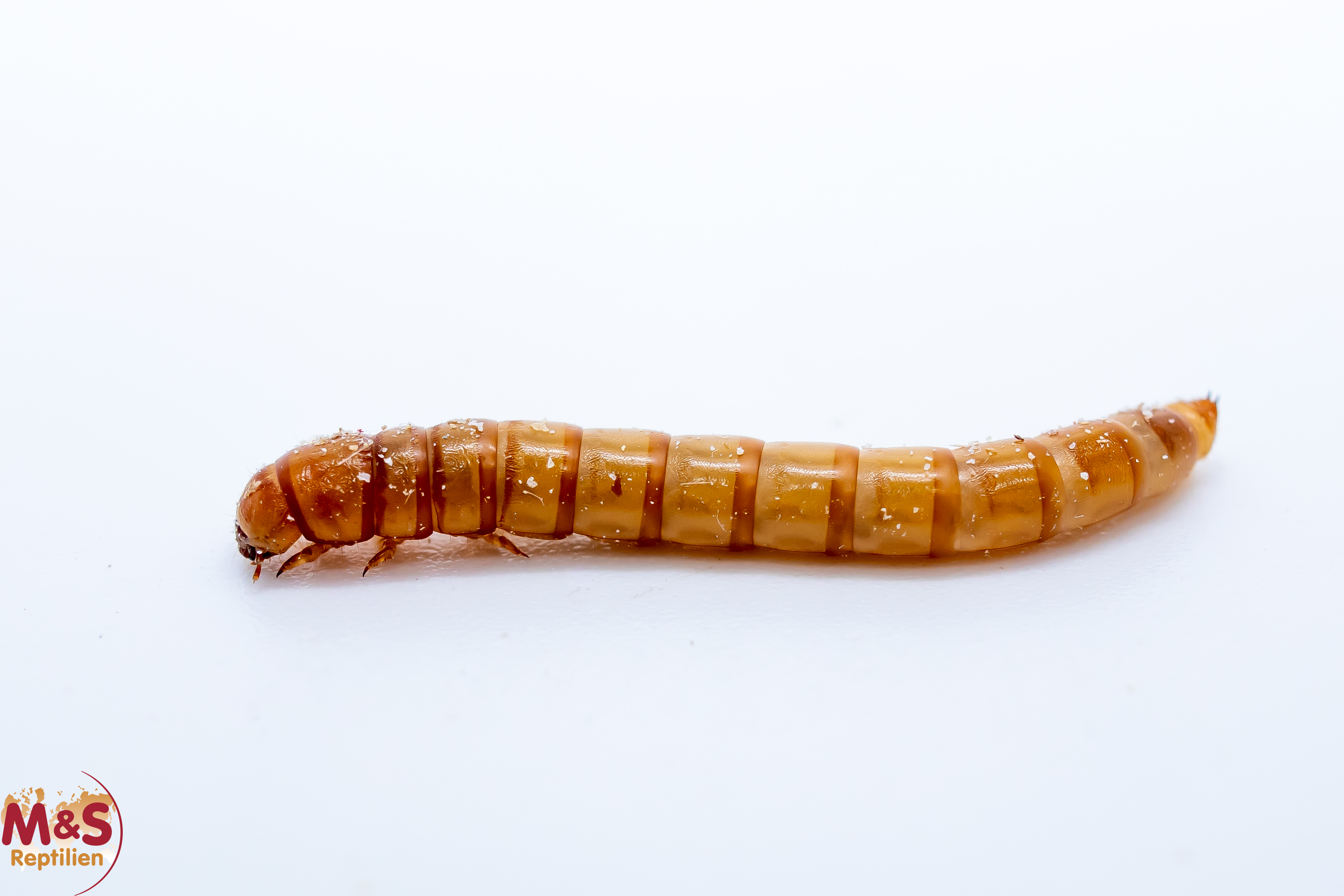 Mehlwürmer (Tenebrio molitor) 60g Futterinsekten Spar-Abo 7-tägig