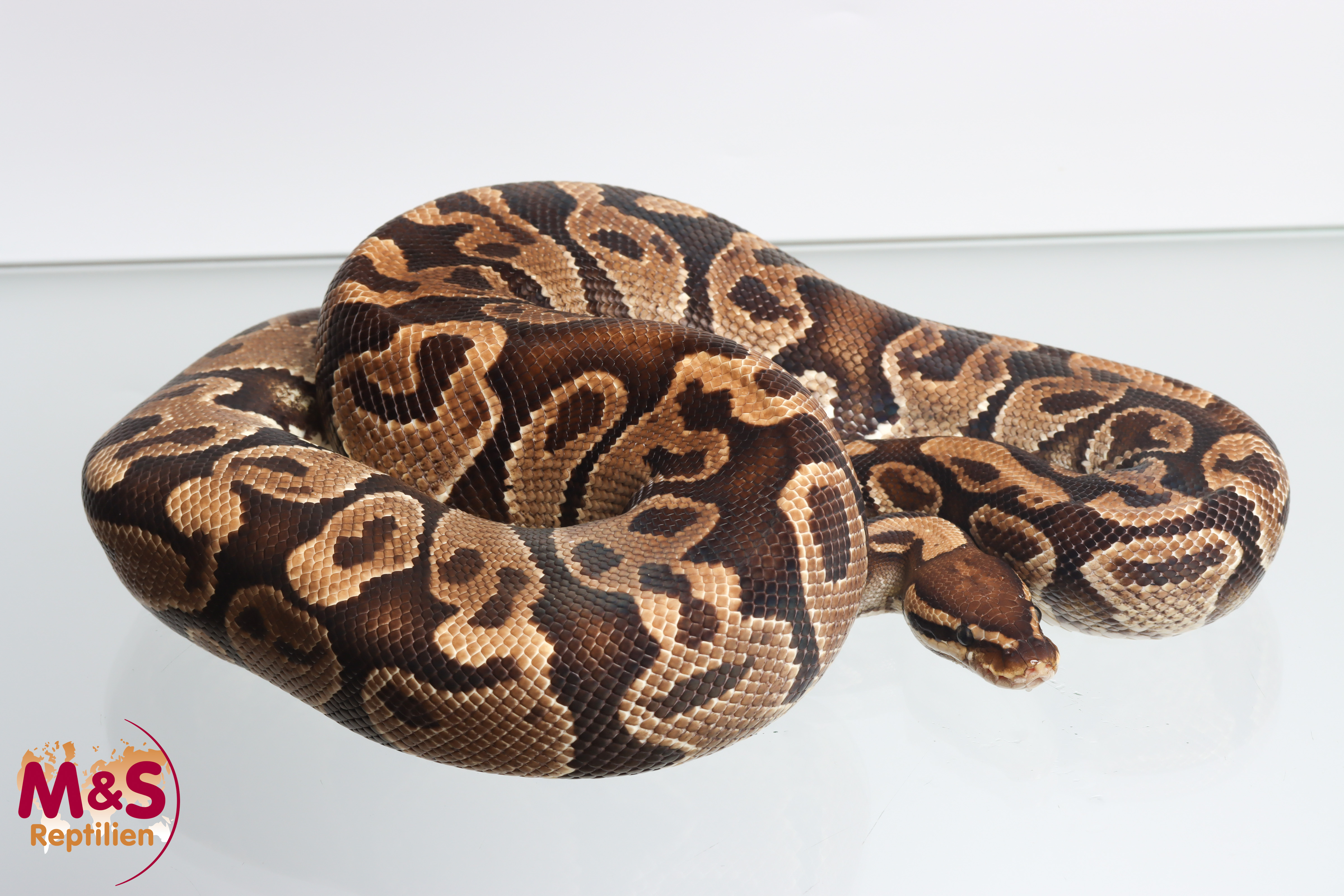1.0 (Male) Gravel Königspython NZ´M&S´16 (adult) Python regius