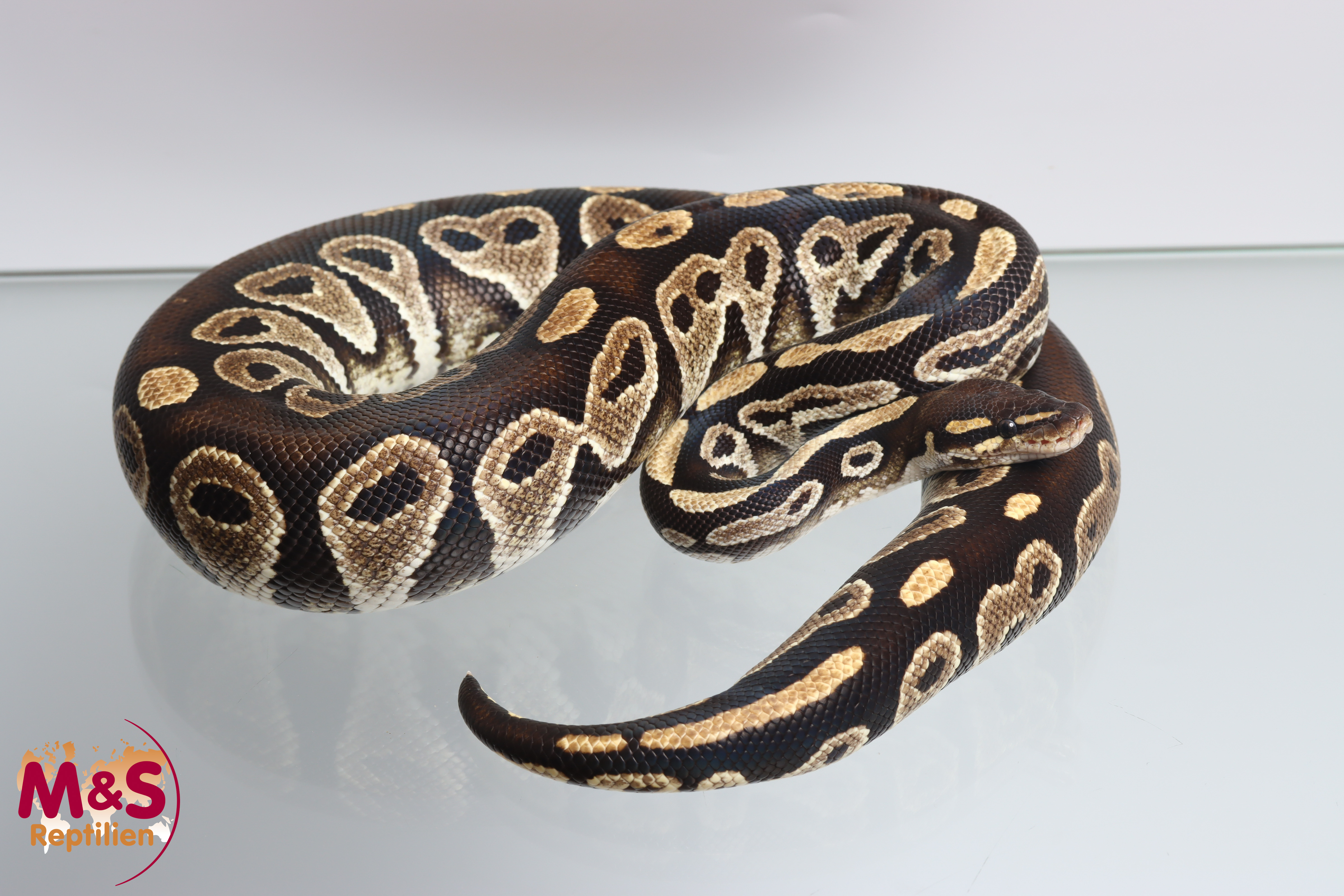 1.0 (Male) Bongo het. Clown Königspython NZ´M&S´20 Python regius