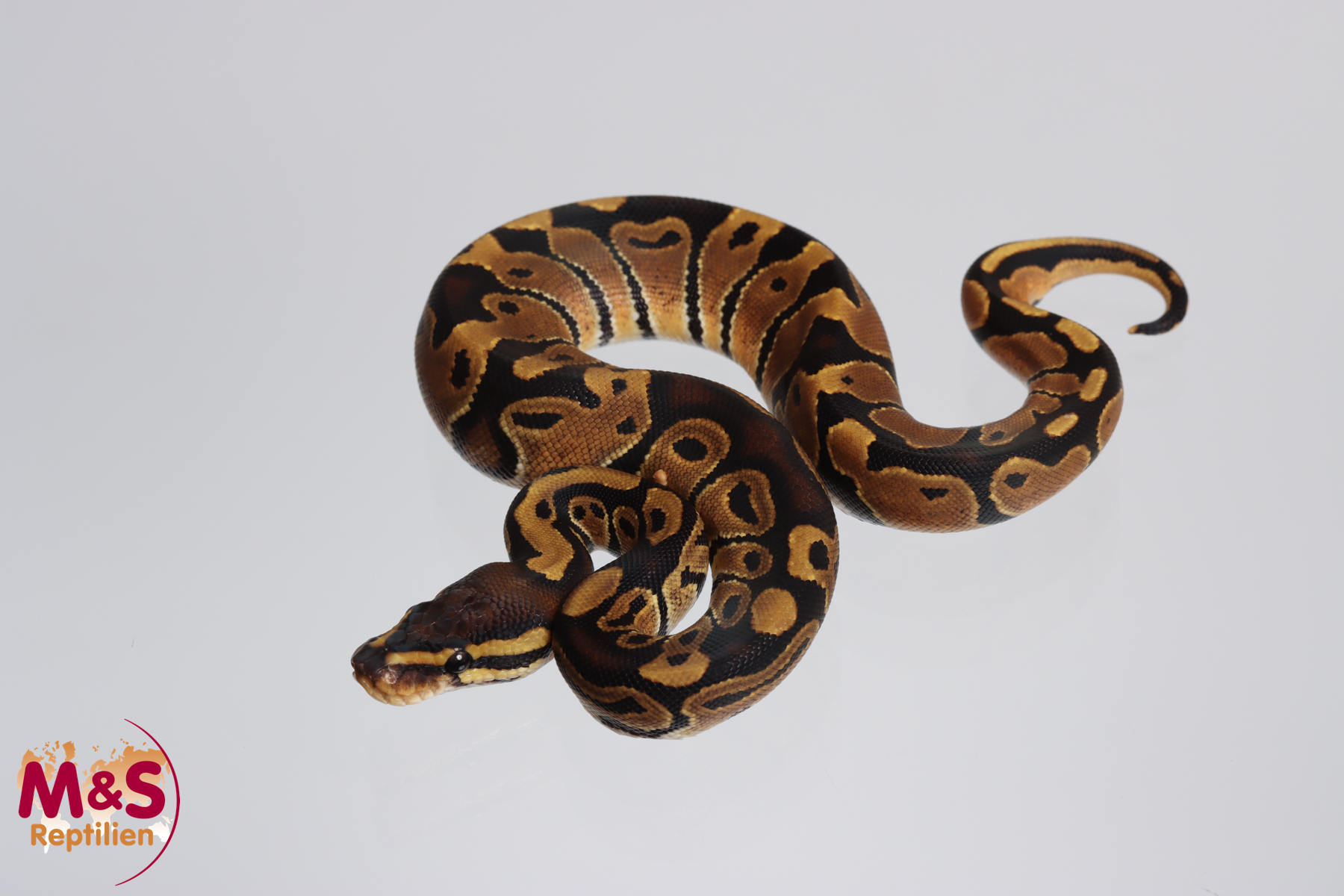 0.1 (Female) 100%. hetero Sunset 50% poss. hetero Piebald Königspython NZ´M&S´23 Python regius