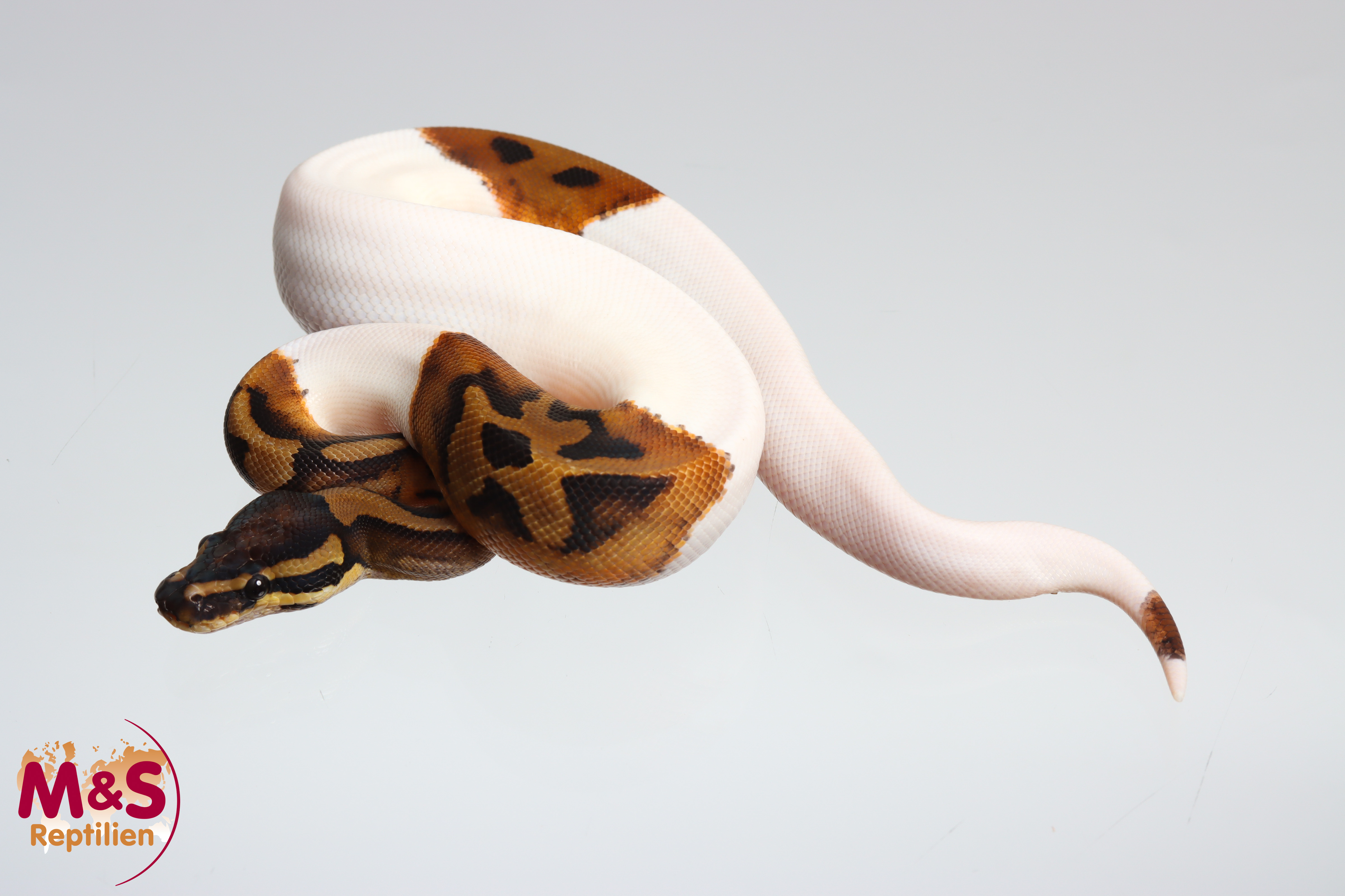 1.0 (Male) Piebald (Smiley) Königspython DNZ´25 Python regius