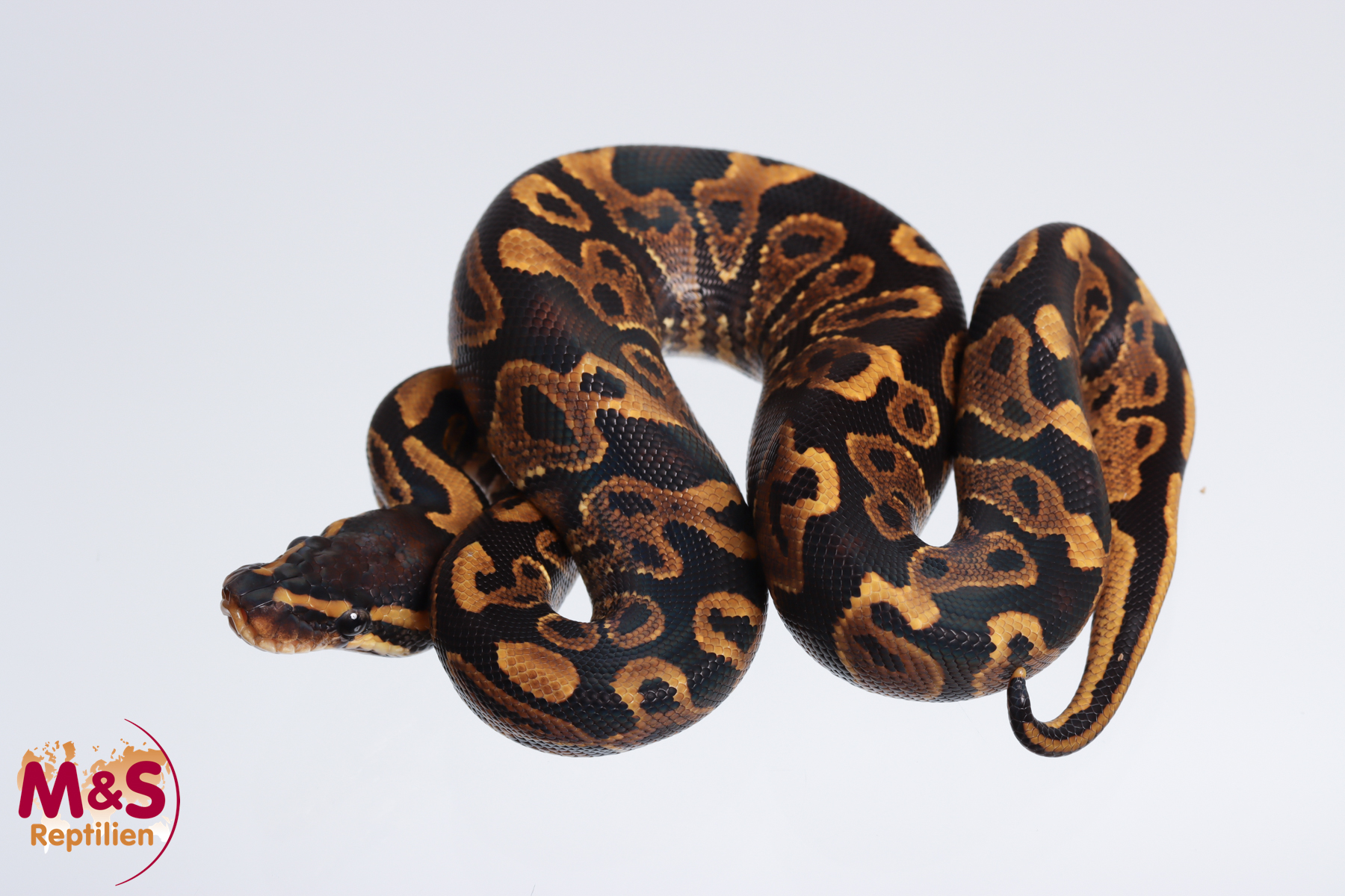 1.0 (Male) Gravel Königspython NZ´M&S´23 Python regius
