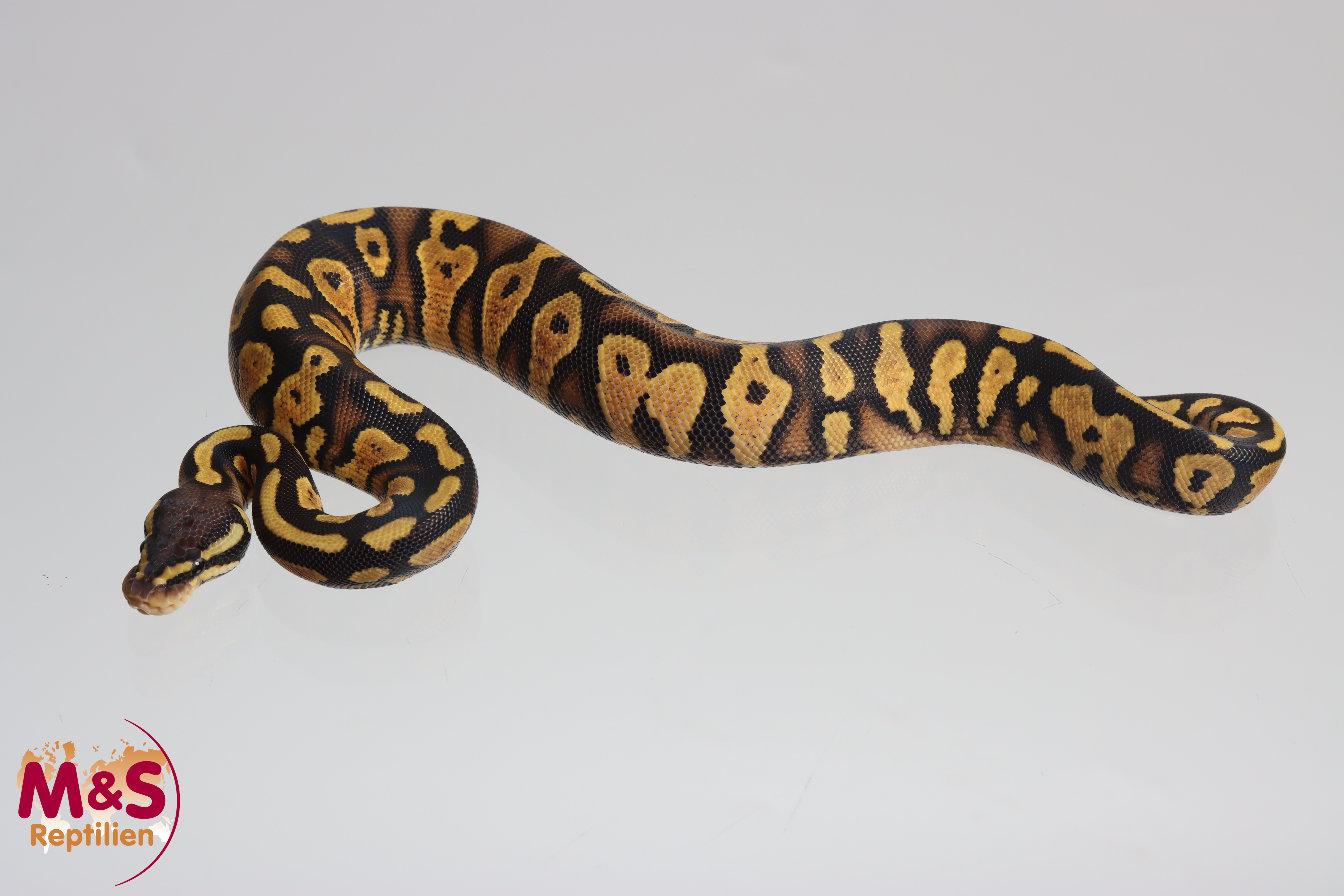 0.1 (Female) Saar Pastel Königspython NZ´M&S´25 Python regius