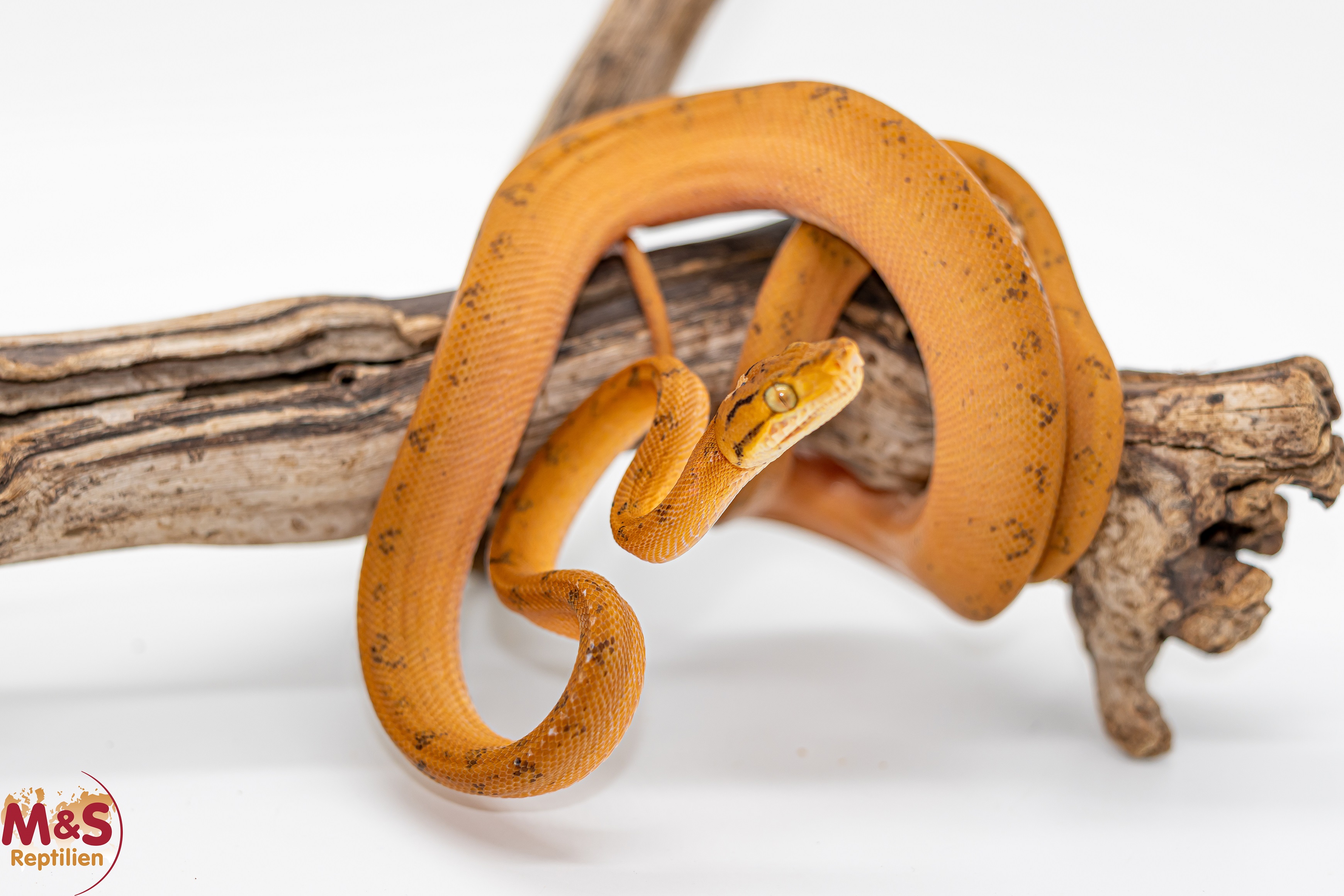 0.1 (Female) Gartenboa NZ’ 24 ( ca. 80-90 cm ) Corallus hortulanus (Originalbild)