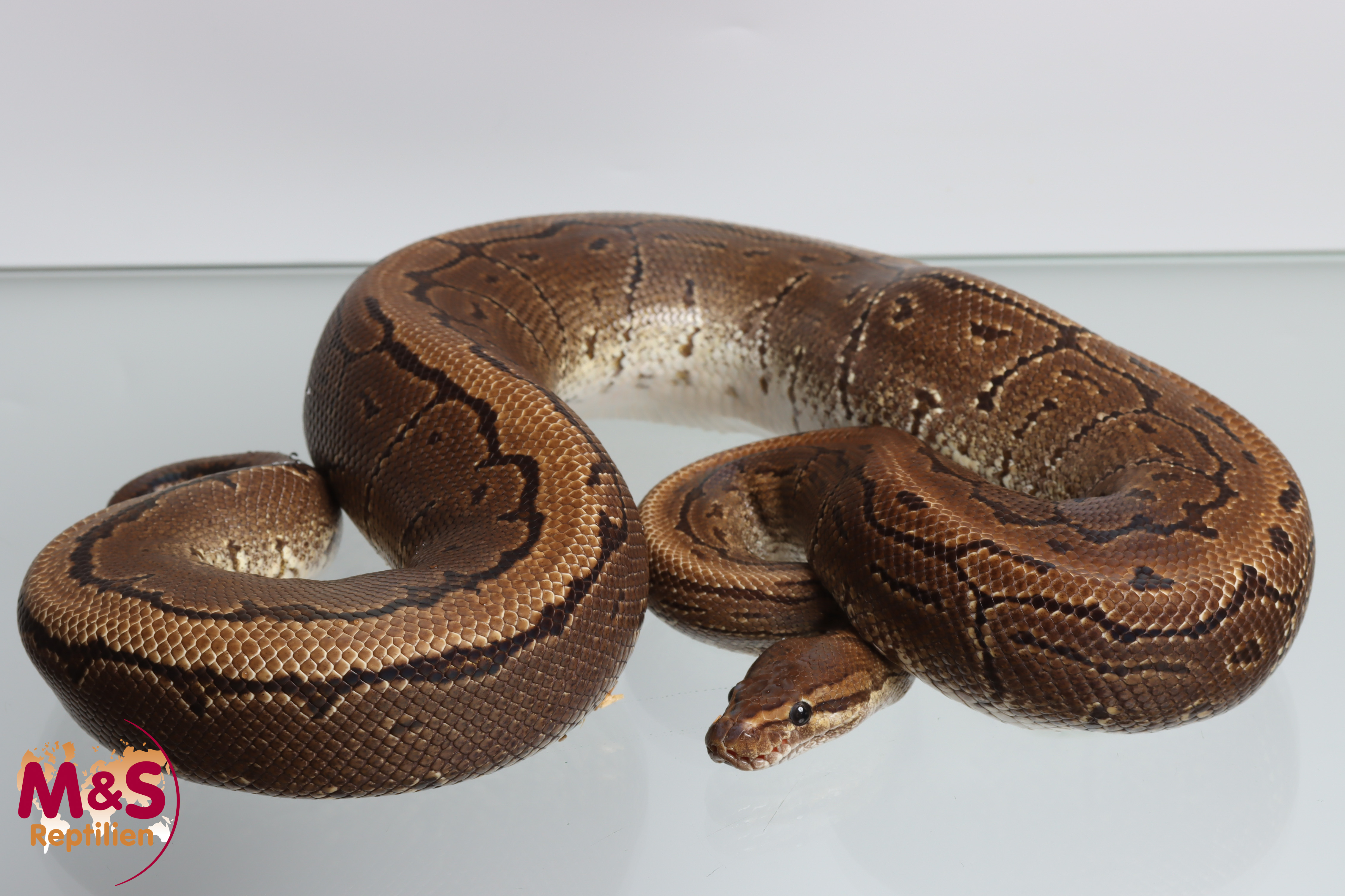 1.0 (Male) Pinstripe 50% poss. hetero Sunset  Königspython NZ´M&S´16 Python regius