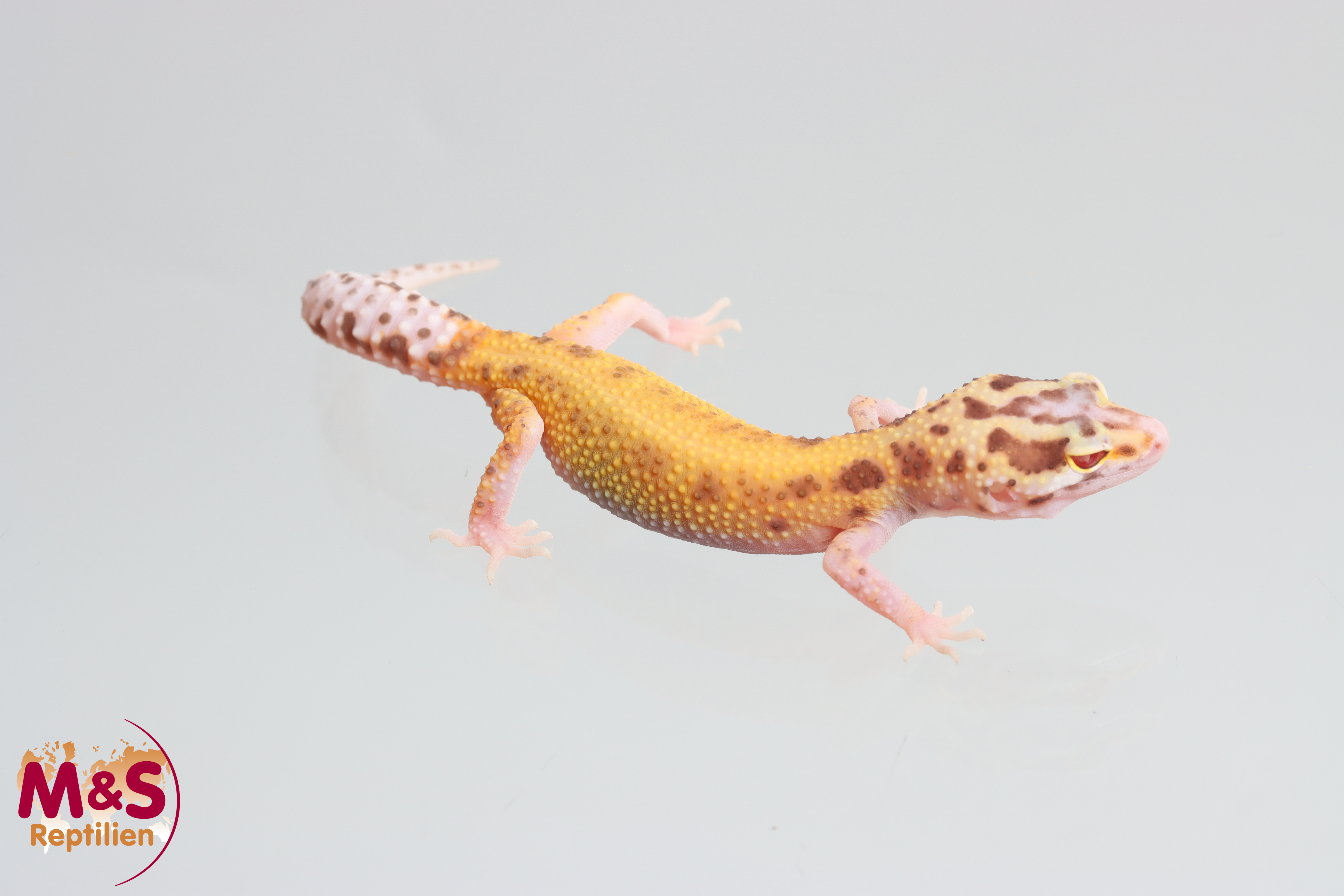 0.1 (Female) Radar Leopardgecko NZ'25 (medium) E. macularius (Originalbild)