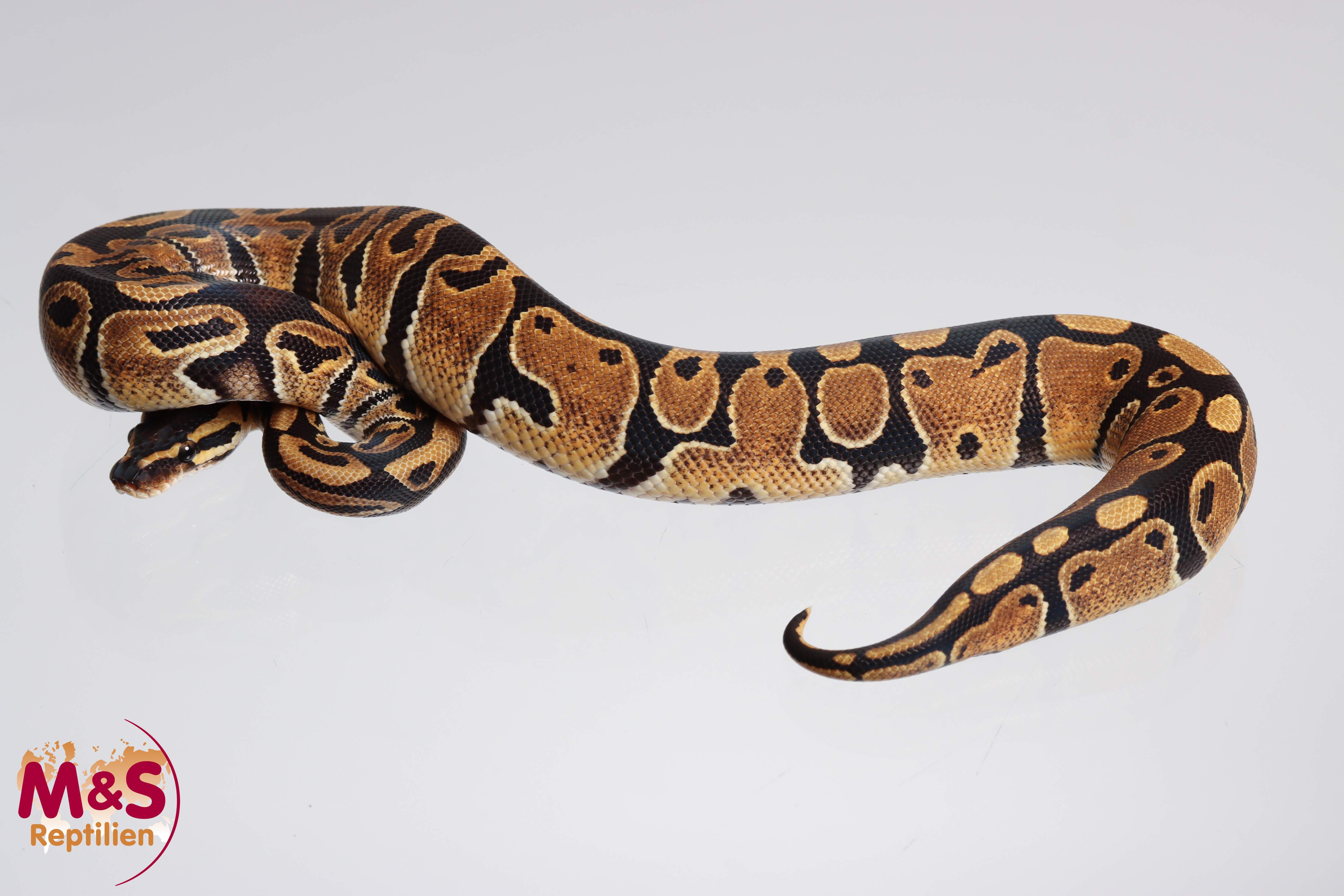 1.0 (Male) 100% hetero Sunset Königspython NZ´M&S´23 Python regius