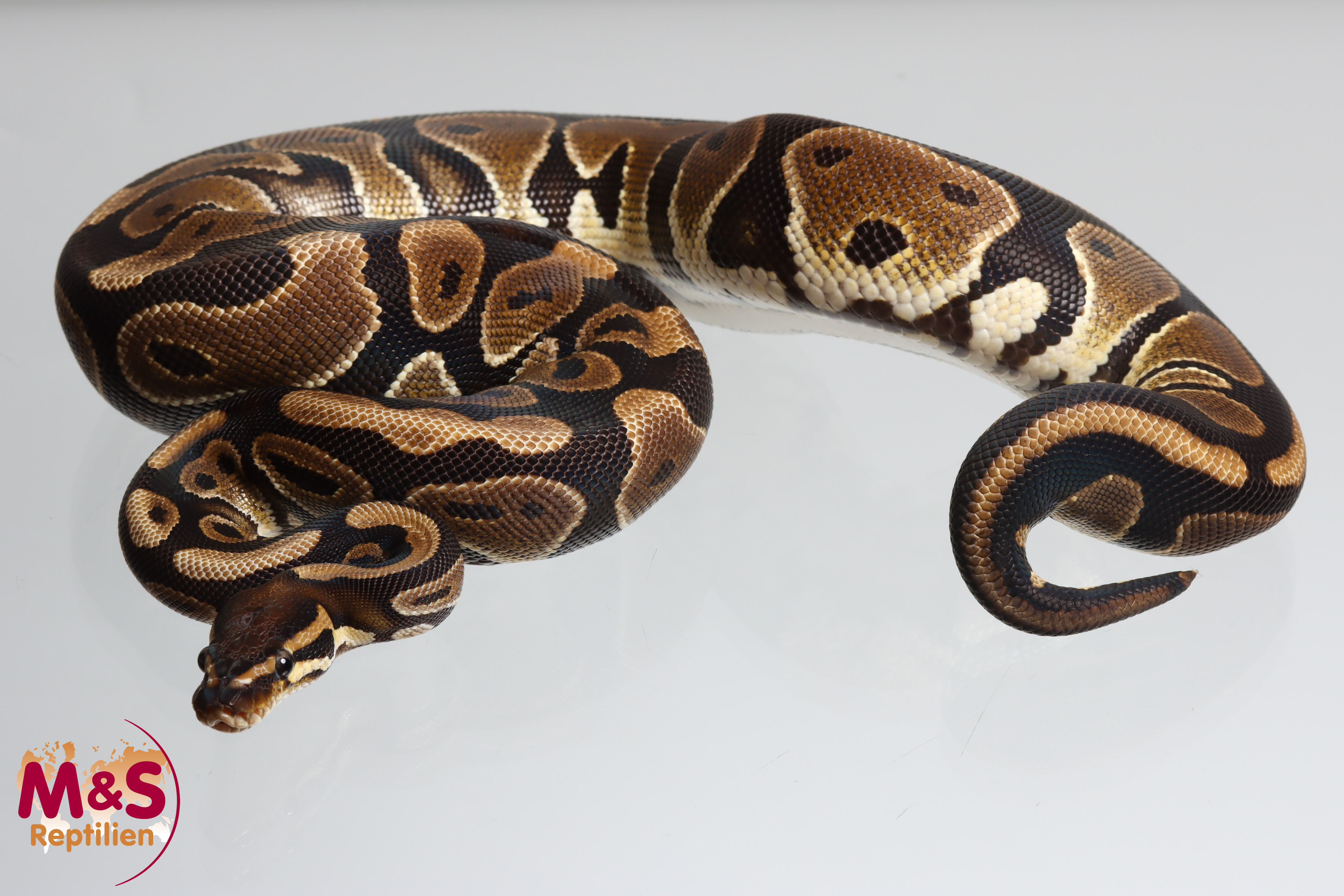 1.0 (Male) Scaleless Head 66% poss Piebald Königspython NZ´M&S´24 (subadult) P.regius