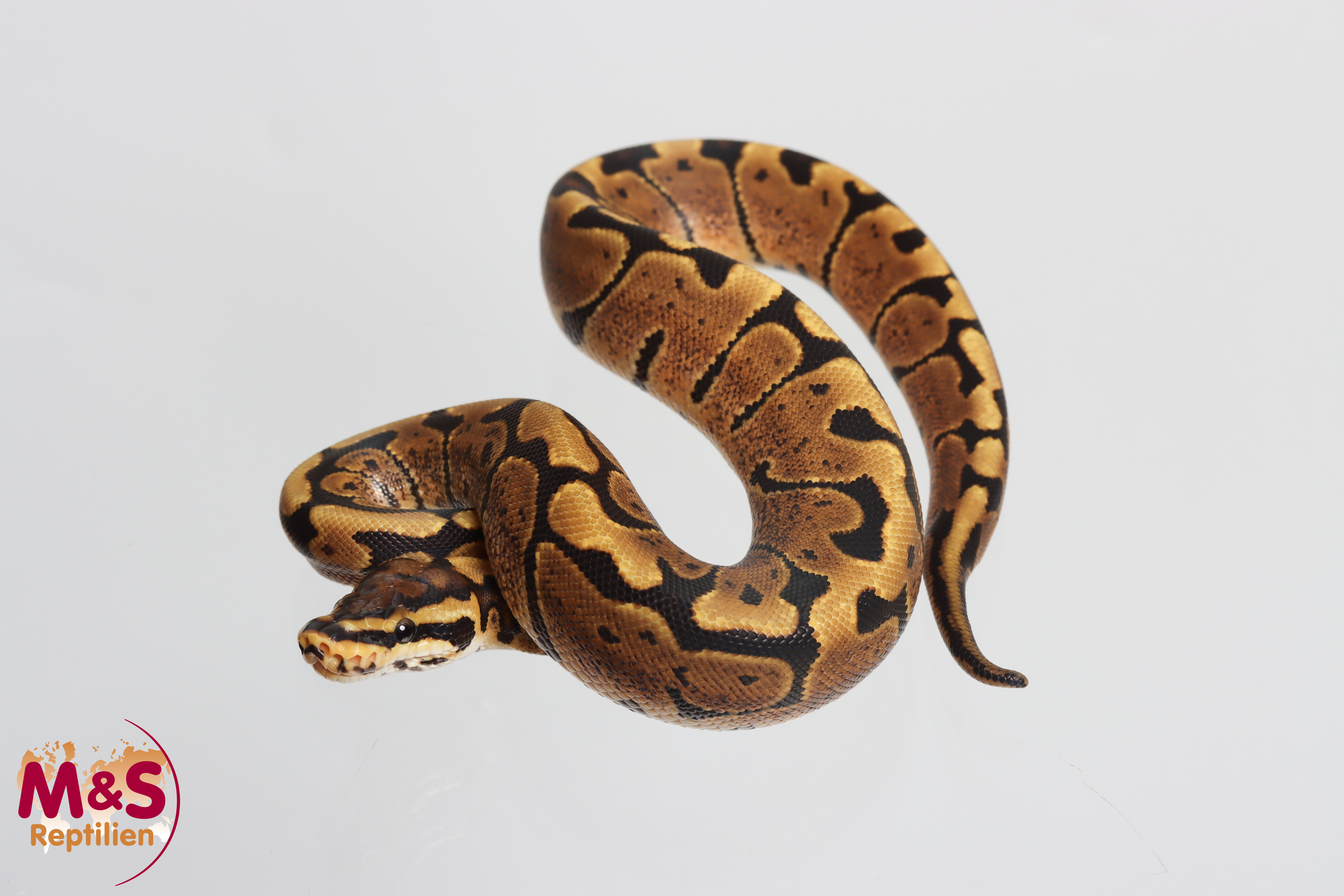 0.1 (Female) Circle - Woma Königspython NZ´M&S´26 Python regius