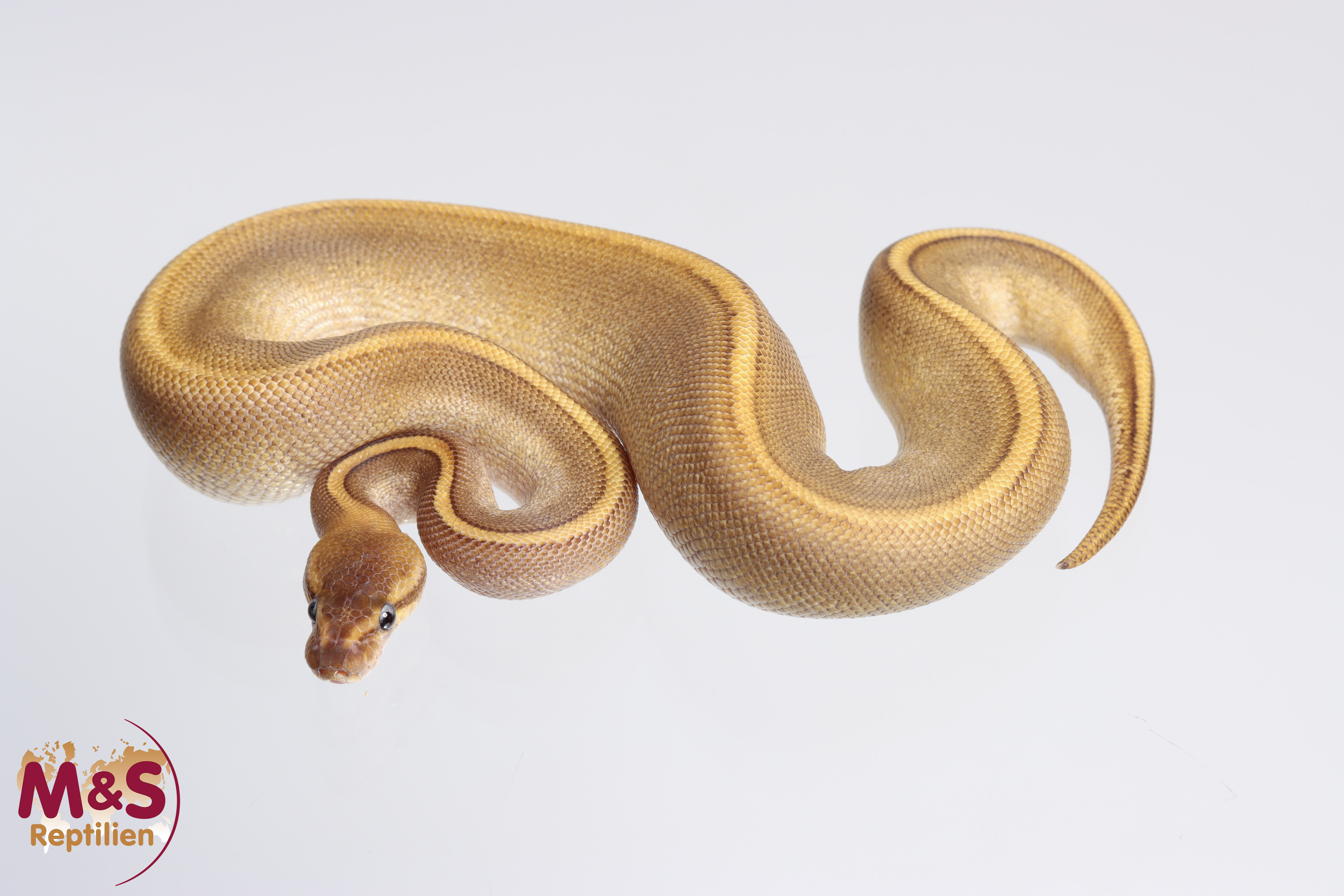 1.0 (Male) Super SAAR Mojave-Pinstripe 66 % het Piebald Königspython DNZ '22 Python regius