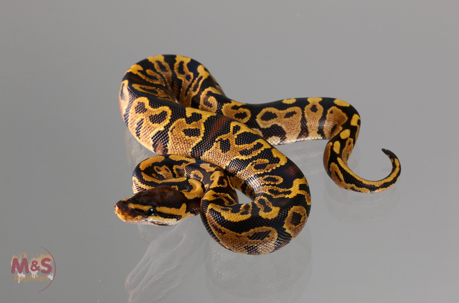 0.1 (Female) Pastel poss.Gravel  Königspython NZ´M&S´18 Python regius