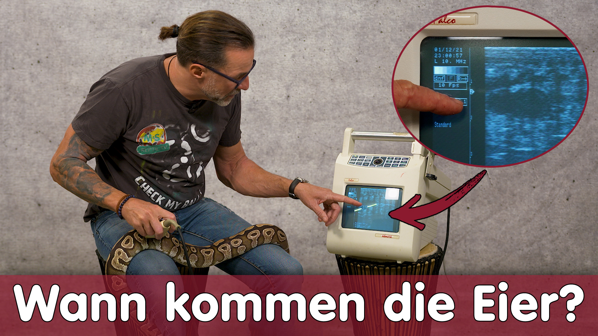 Python Zucht, wann kommen denn die Eier? | Die vierte Haut ist wichtig! | 3 Phasen der Entwicklung