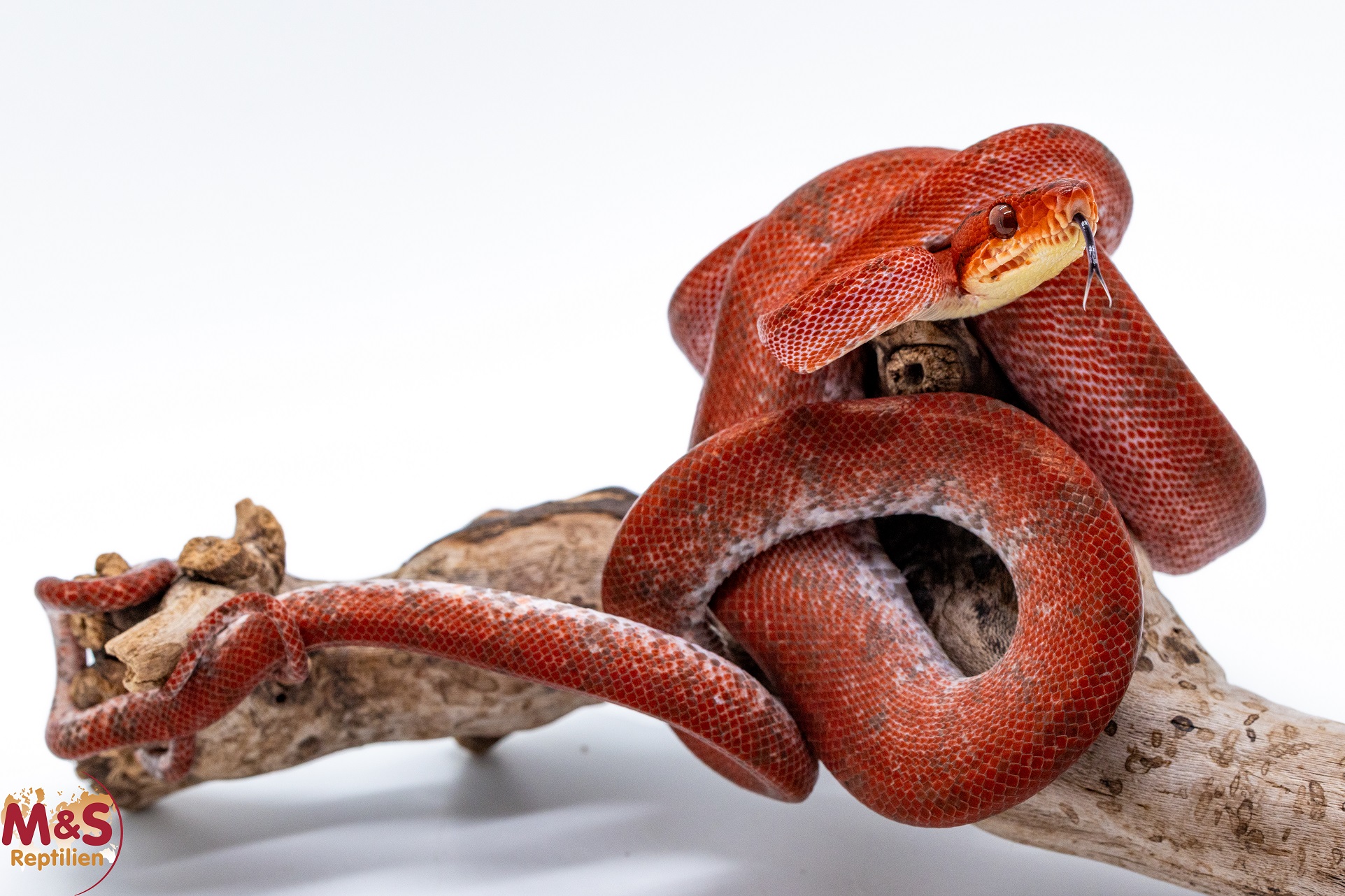 0.1 (Female) Gartenboa NZ’ 24 ( ca. 80-90 cm ) Corallus hortulanus (Originalbild)