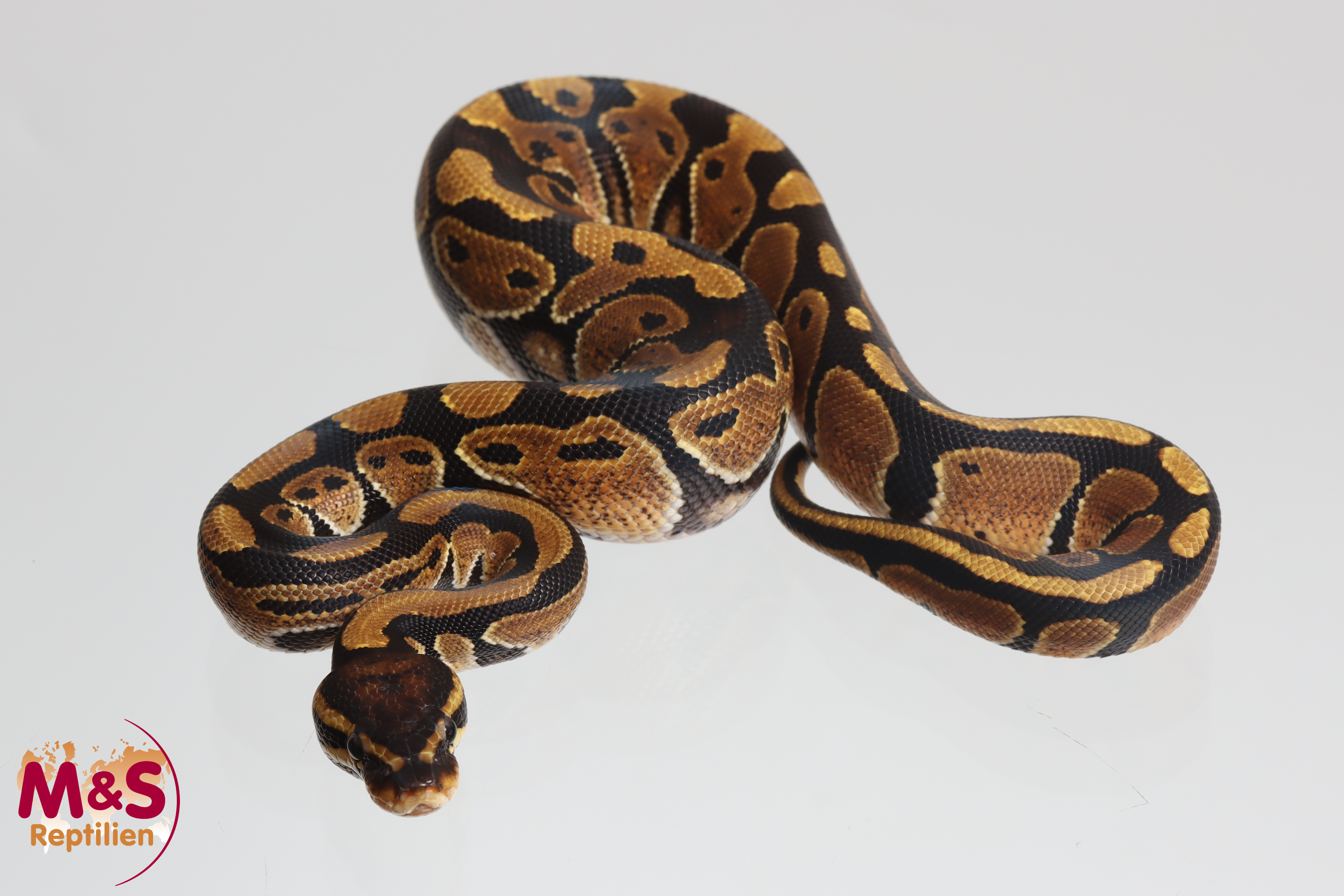 1.0 (Male) 50 % hetero Sunset Königspython NZ´M&S´25 Python regius