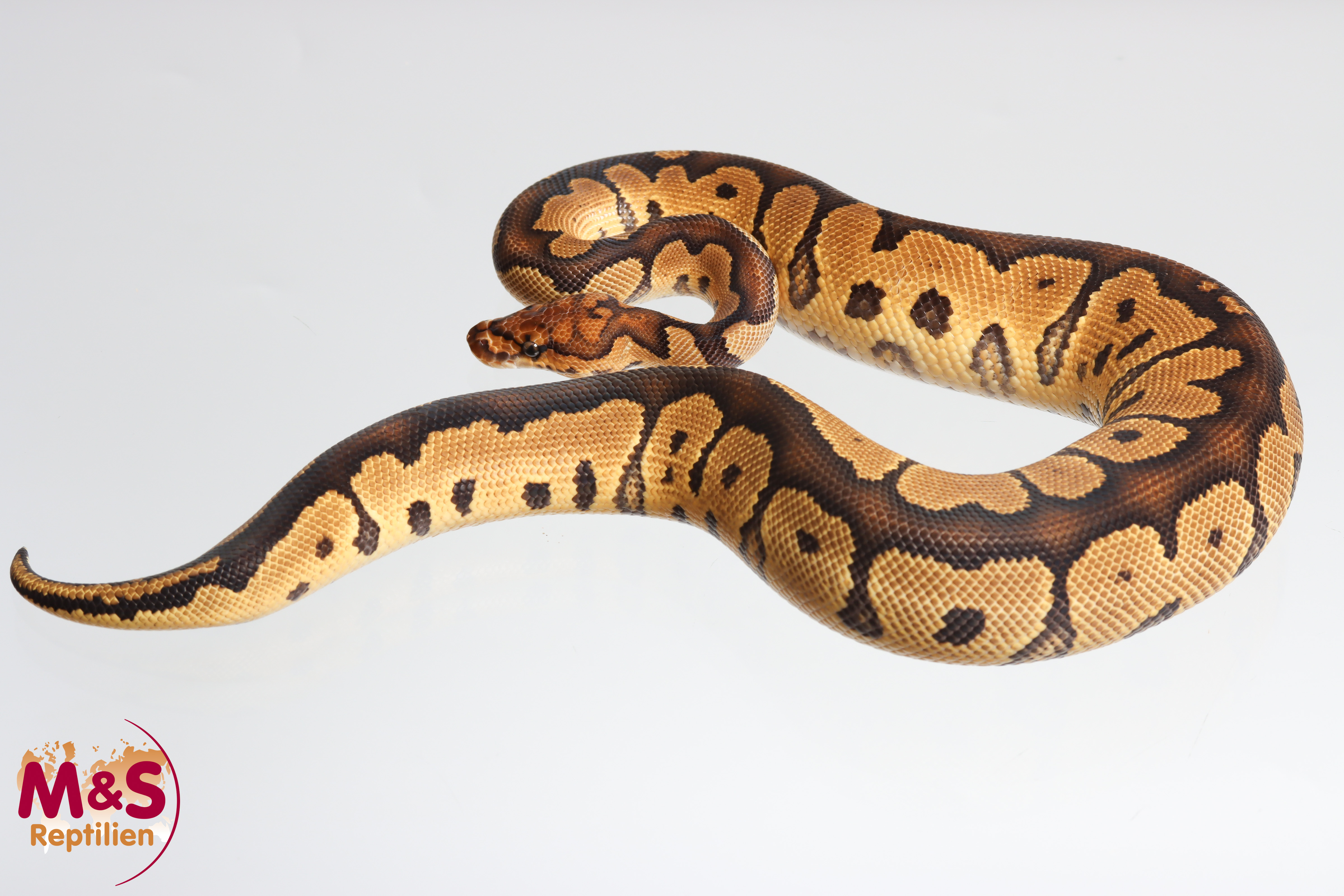 1.0 (Male)  Clown 100% hetero Monsoon Königspython DNZ´M&S´25 Python regius