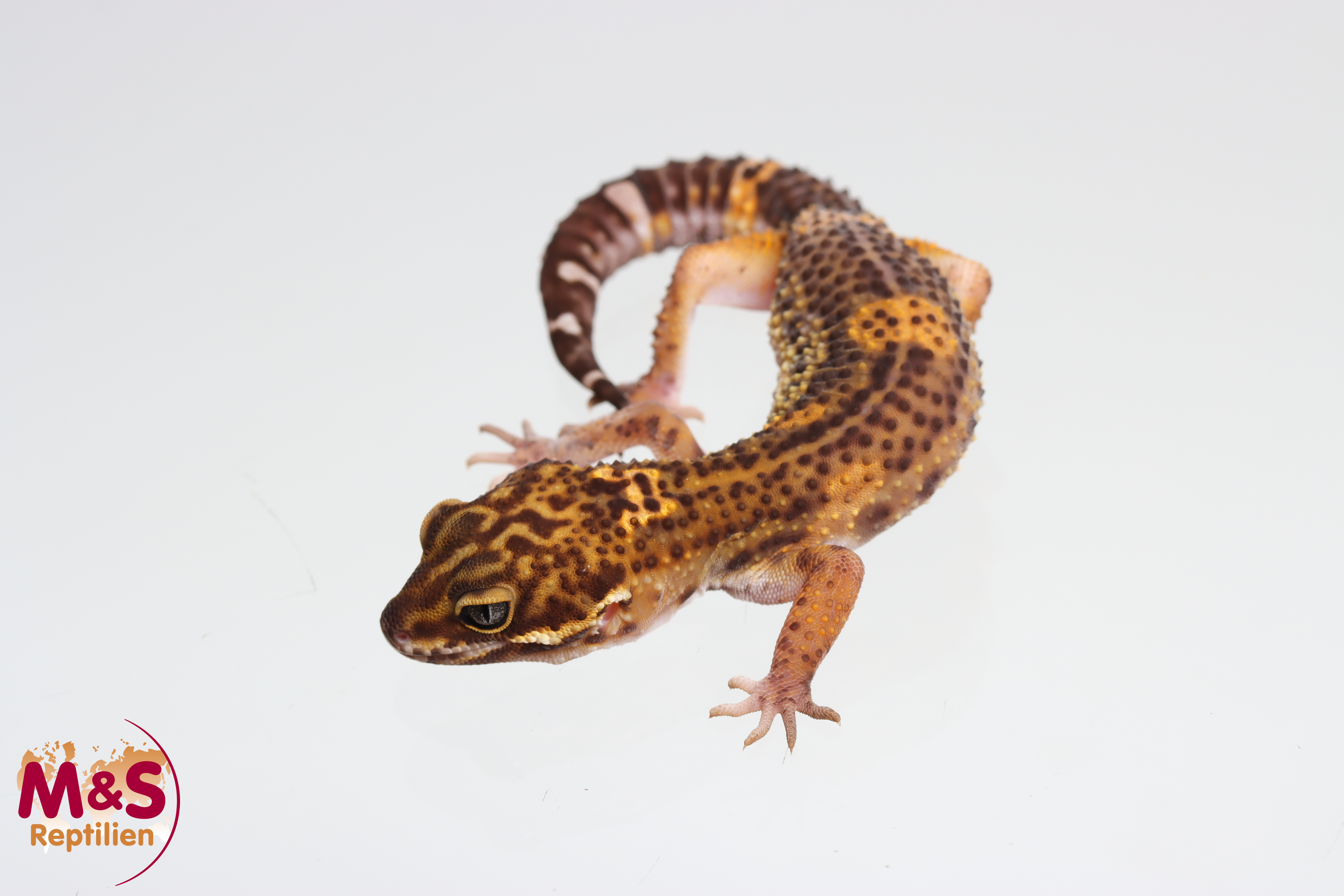 0.1 (Female) Black Night Mandarin Leopardgecko NZ'24 (subadult) E. macularius (Originalbild)