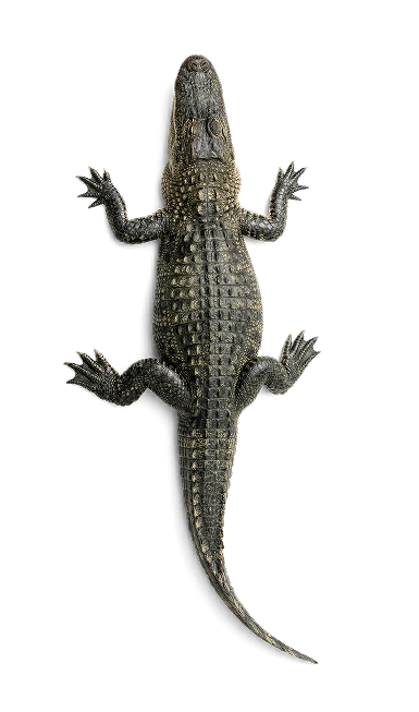 reptilien Bild