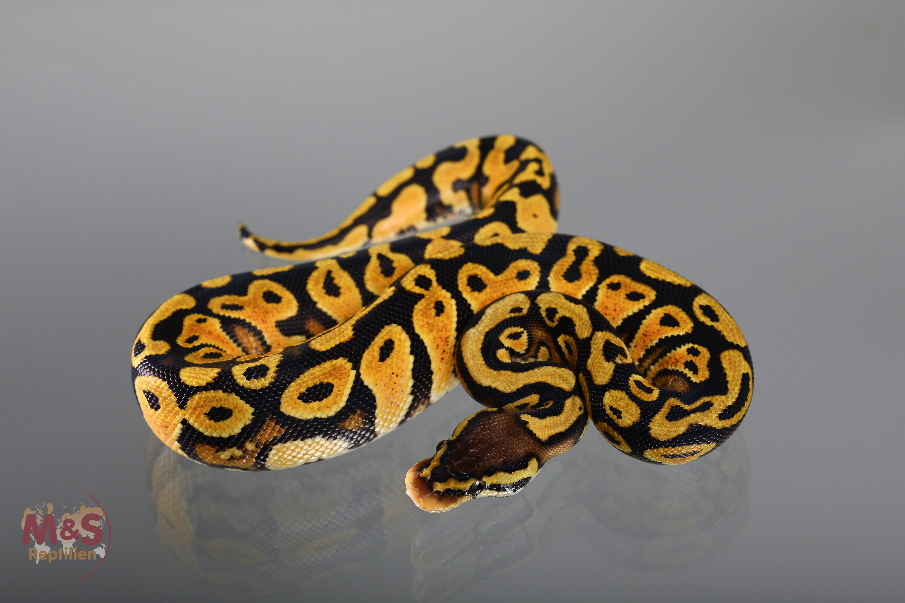 0.1 (Female) Gravel-Pastel Königspython NZ´M&S´19 Python regius