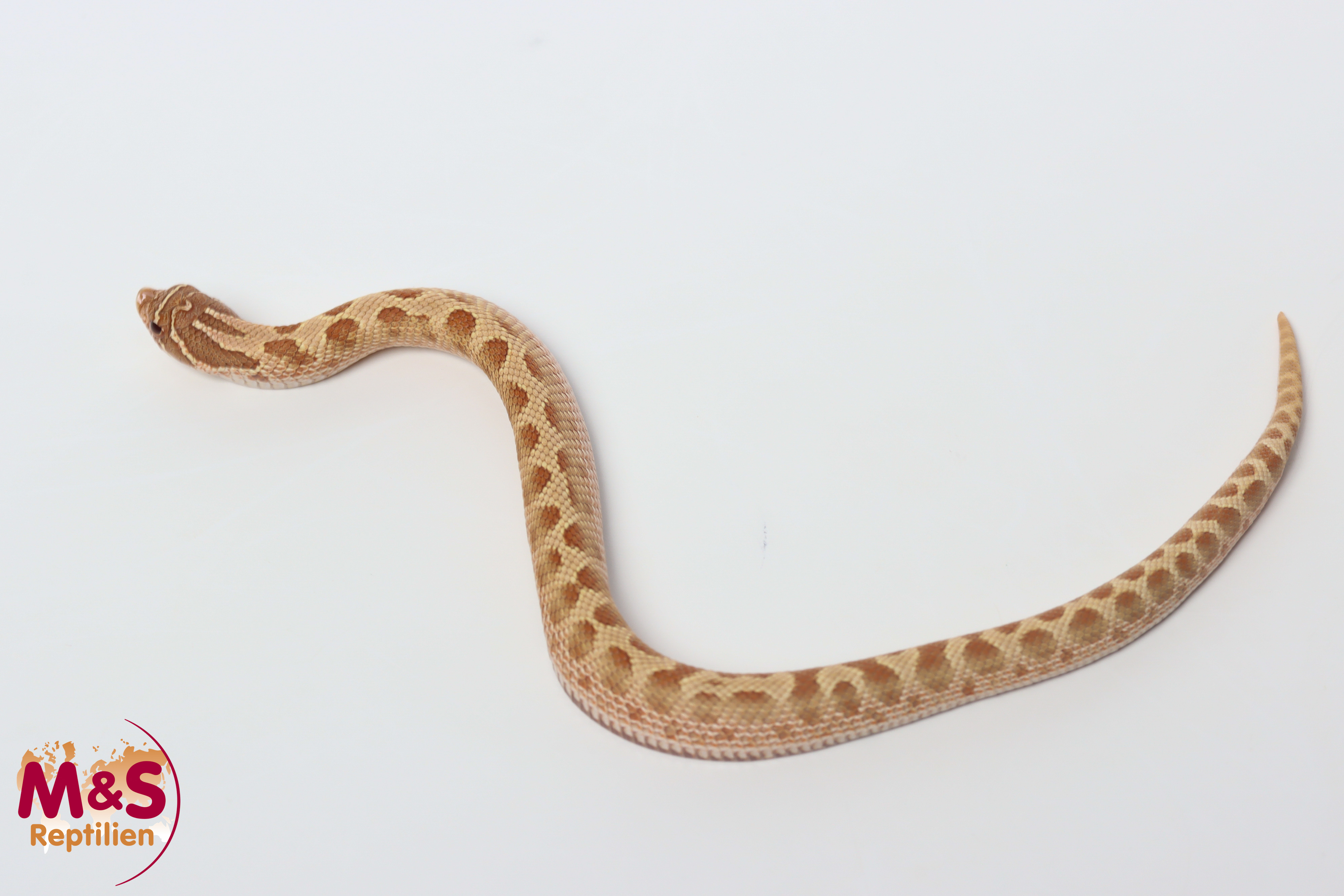 Conda Hypo Hakennasennatter NZ´26 (ca.15-20 cm) Heterodon nasicus