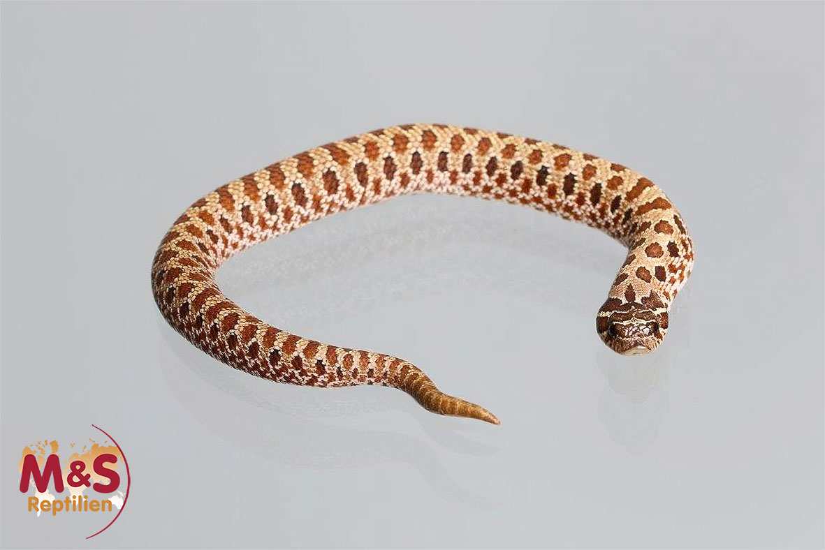 Classic 100% hetero Mai Tai Hakennasennatter NZ´26 (ca.15-20 cm) Heterodon nasicus